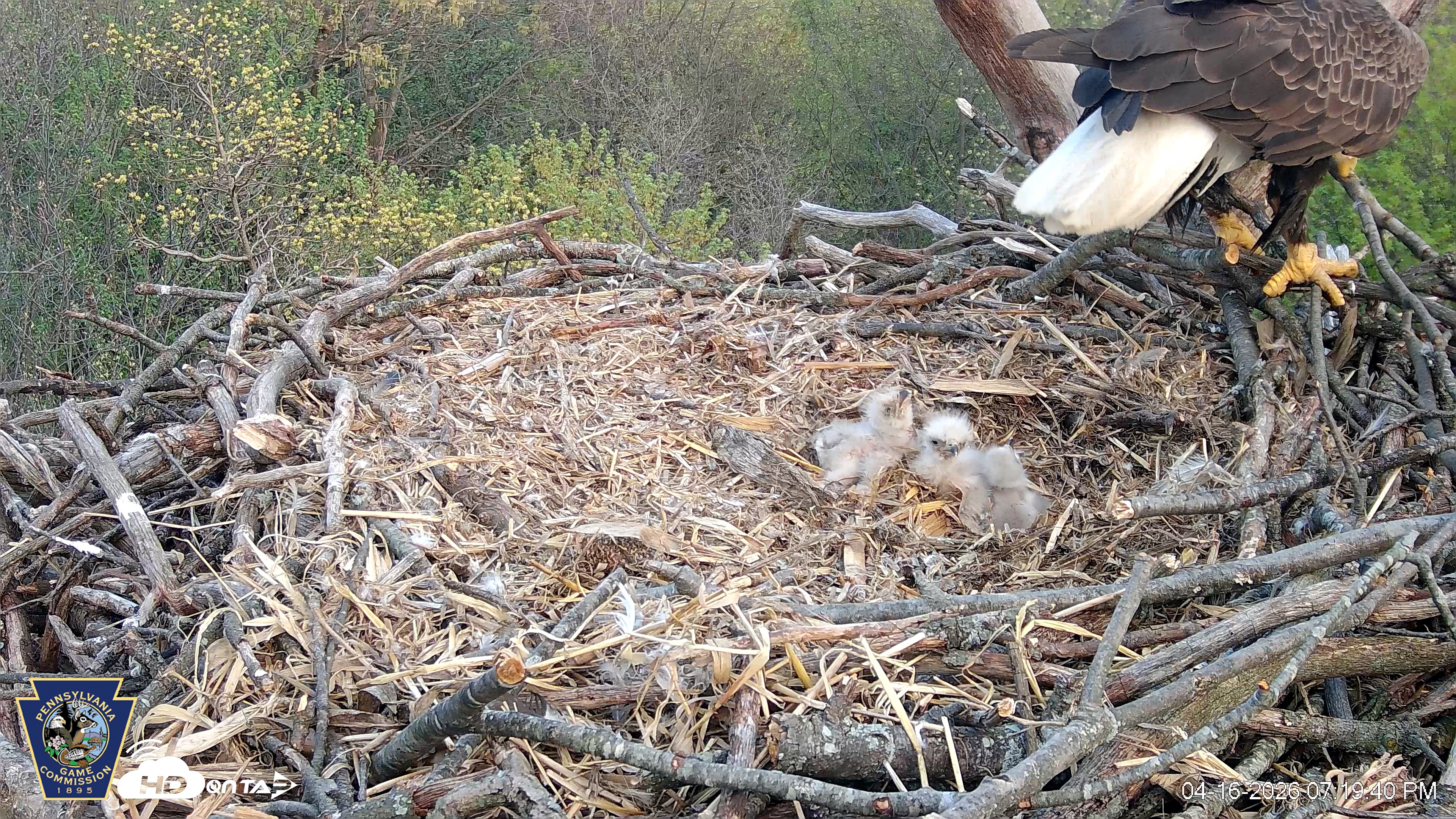 Snapshot of Hanover Eagles Live Cam taken Apr 16, 2026, 7:20pm EDT