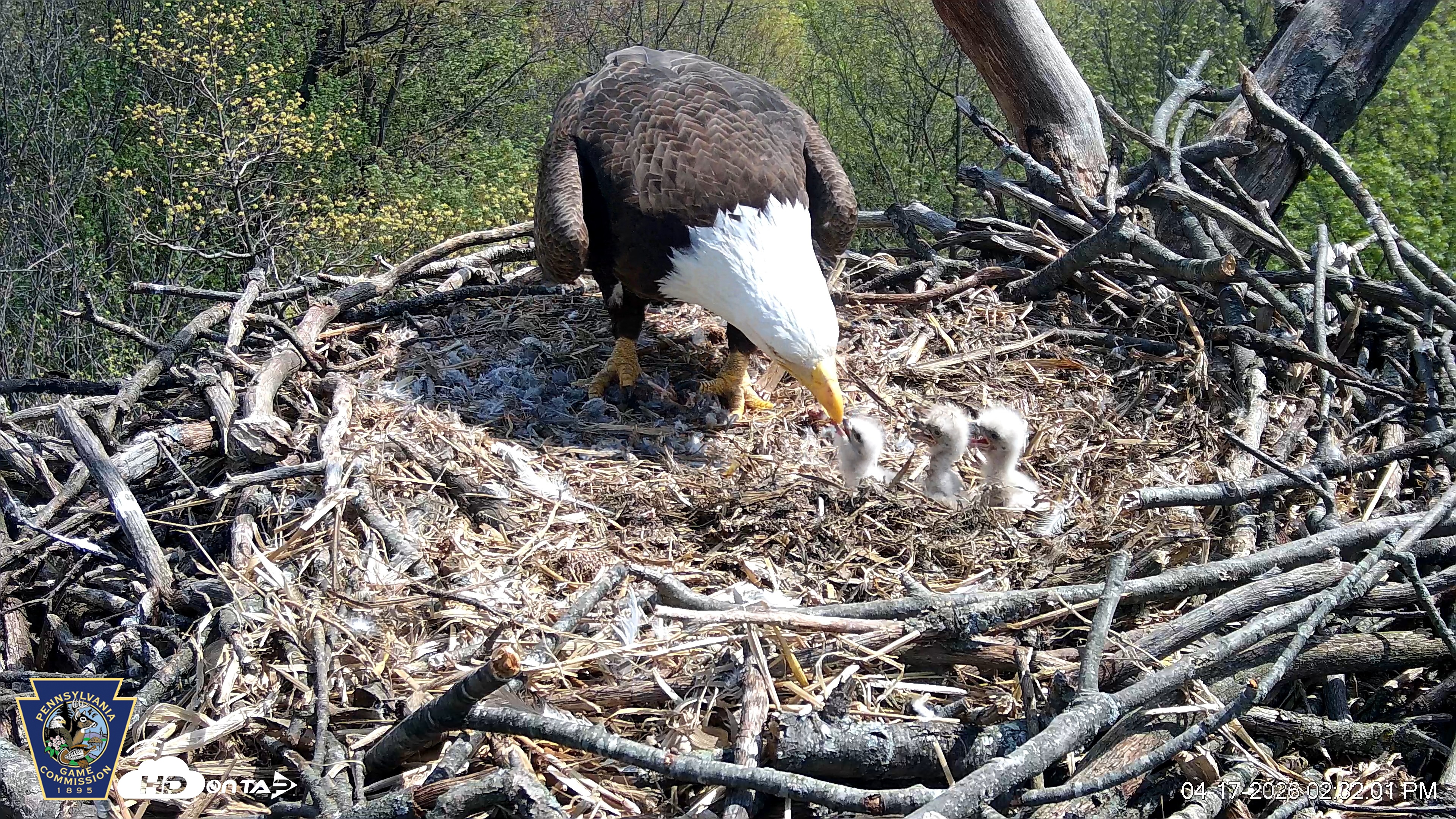 Snapshot of Hanover Eagles Live Cam taken Apr 17, 2026, 2:32pm EDT