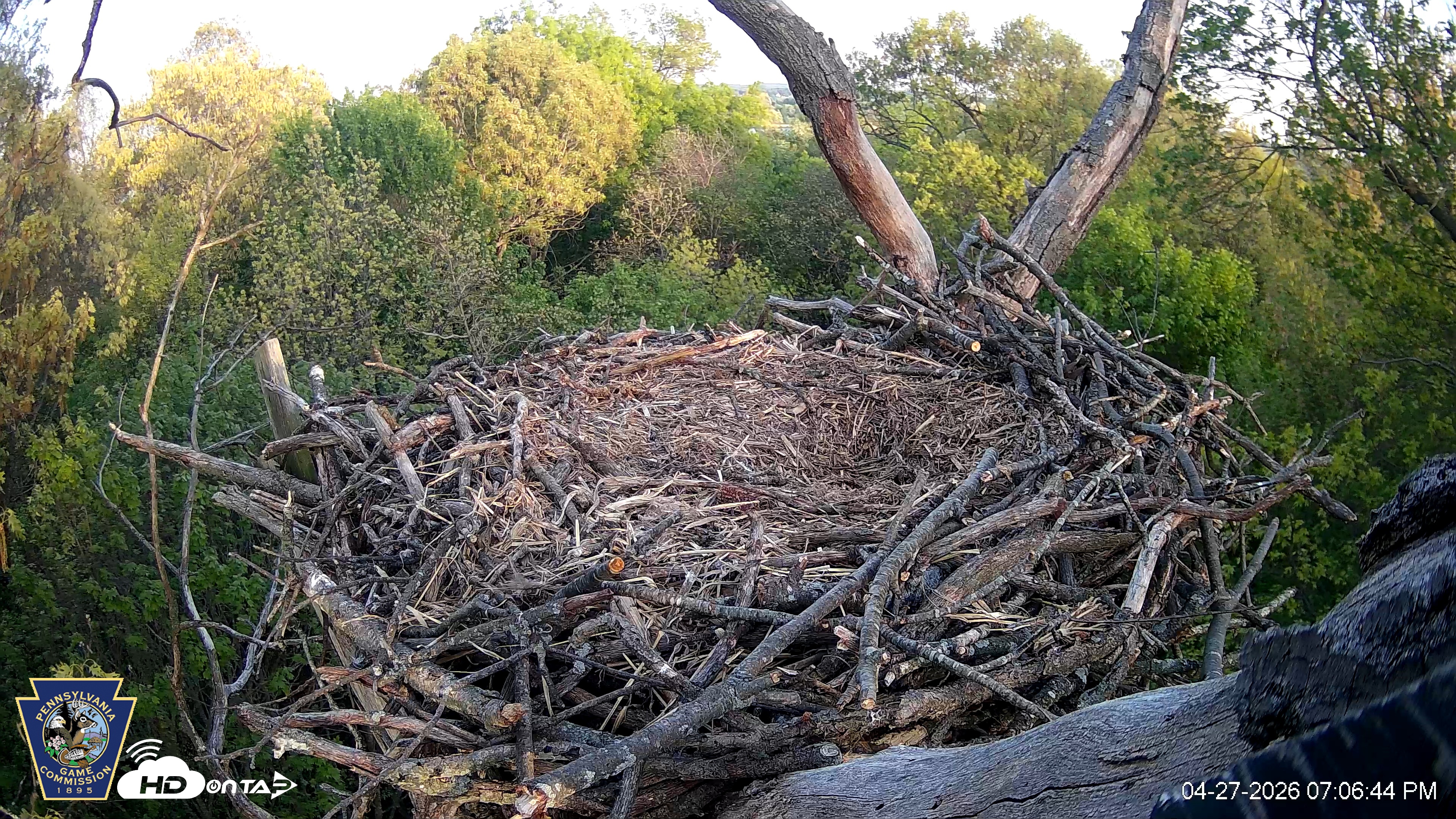 Snapshot of Hanover Eagles Live Cam taken Apr 27, 2026, 7:08pm EDT