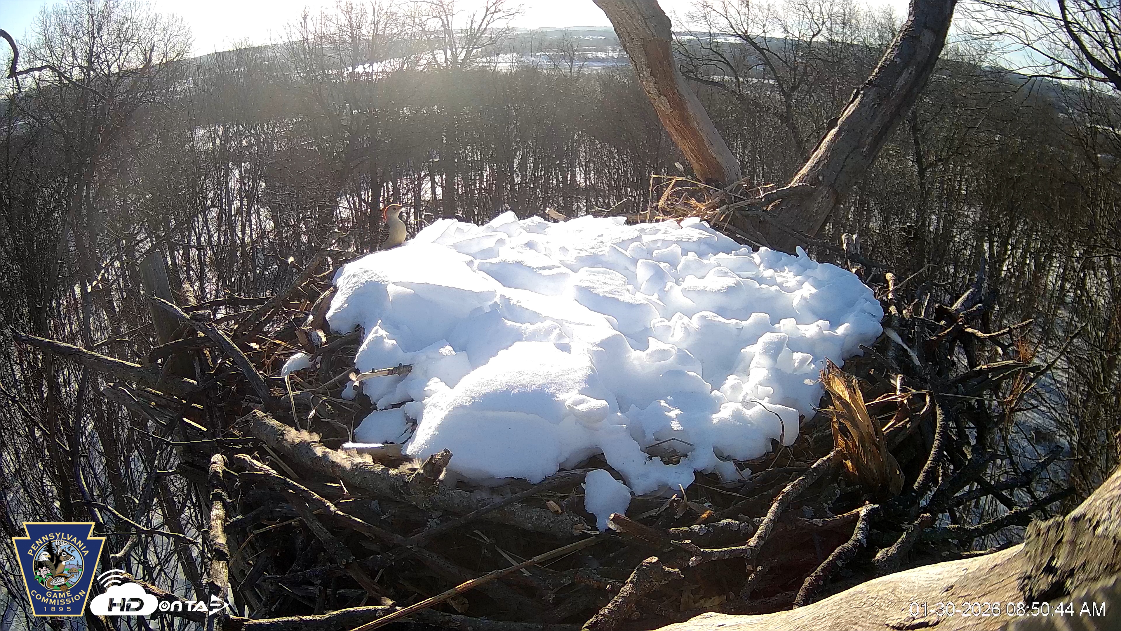Snapshot of Hanover Eagles Live Cam taken Jan 30, 2026, 8:51am EST