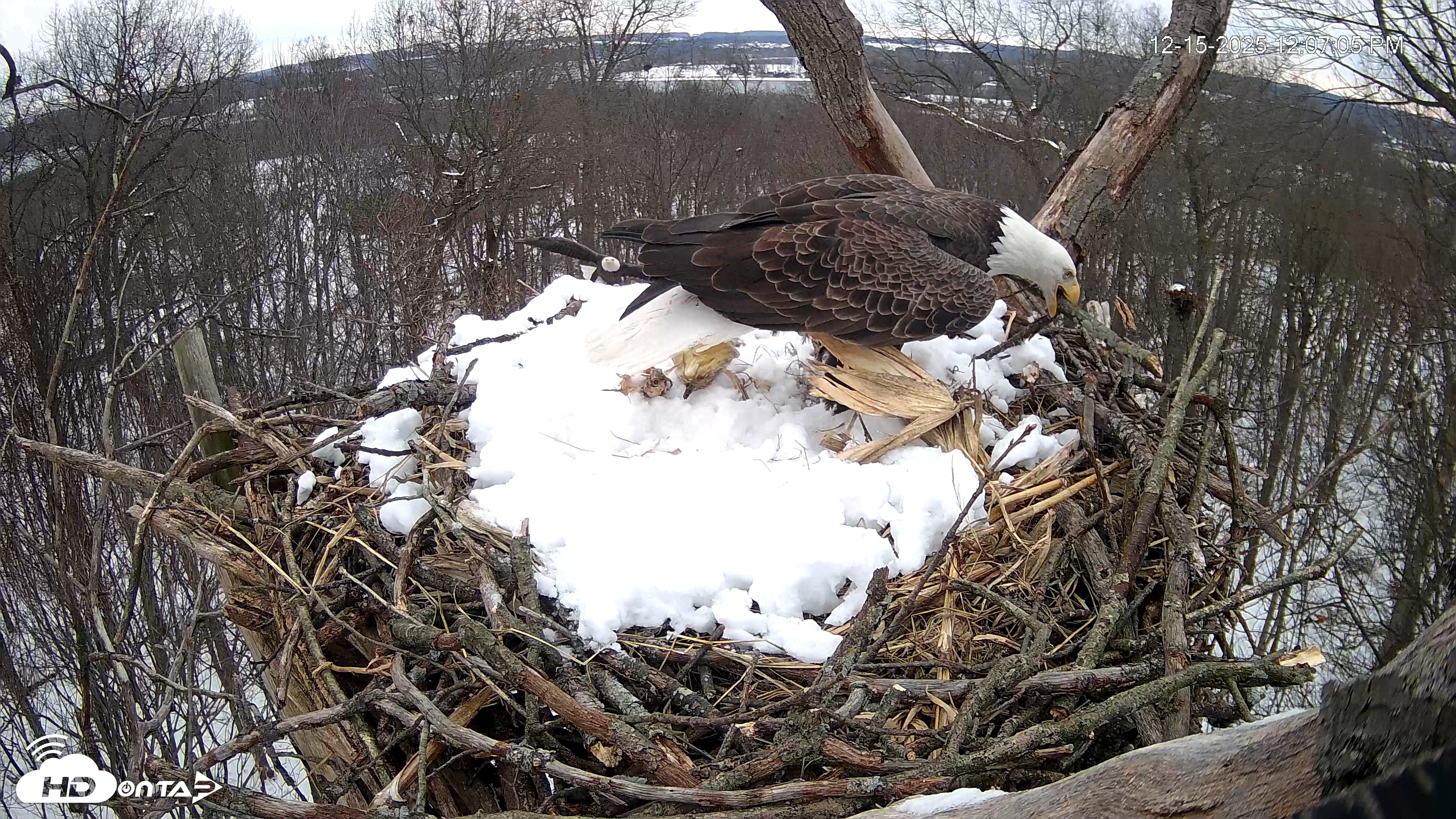 Snapshot of Hanover Eagles Live Cam taken Dec 15, 2025, 12:07pm EST