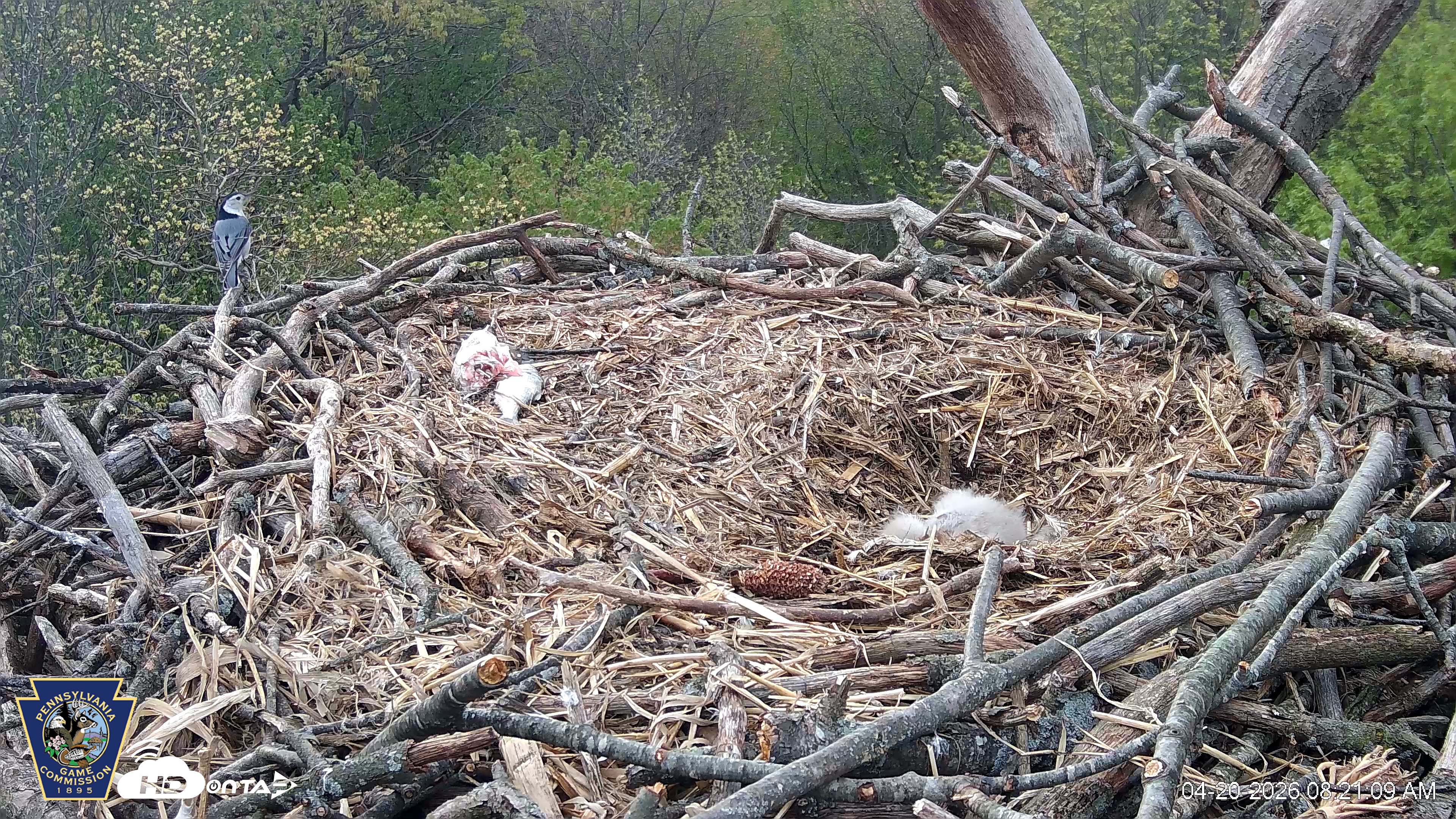 Snapshot of Hanover Eagles Live Cam taken Apr 20, 2026, 8:21am EDT