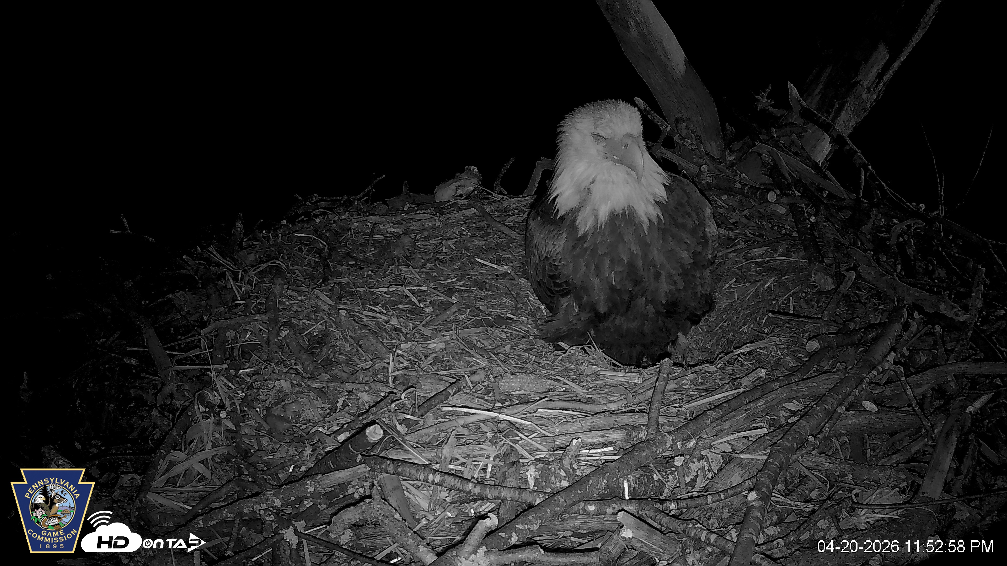 Snapshot of Hanover Eagles Live Cam taken Apr 20, 2026, 11:53pm EDT
