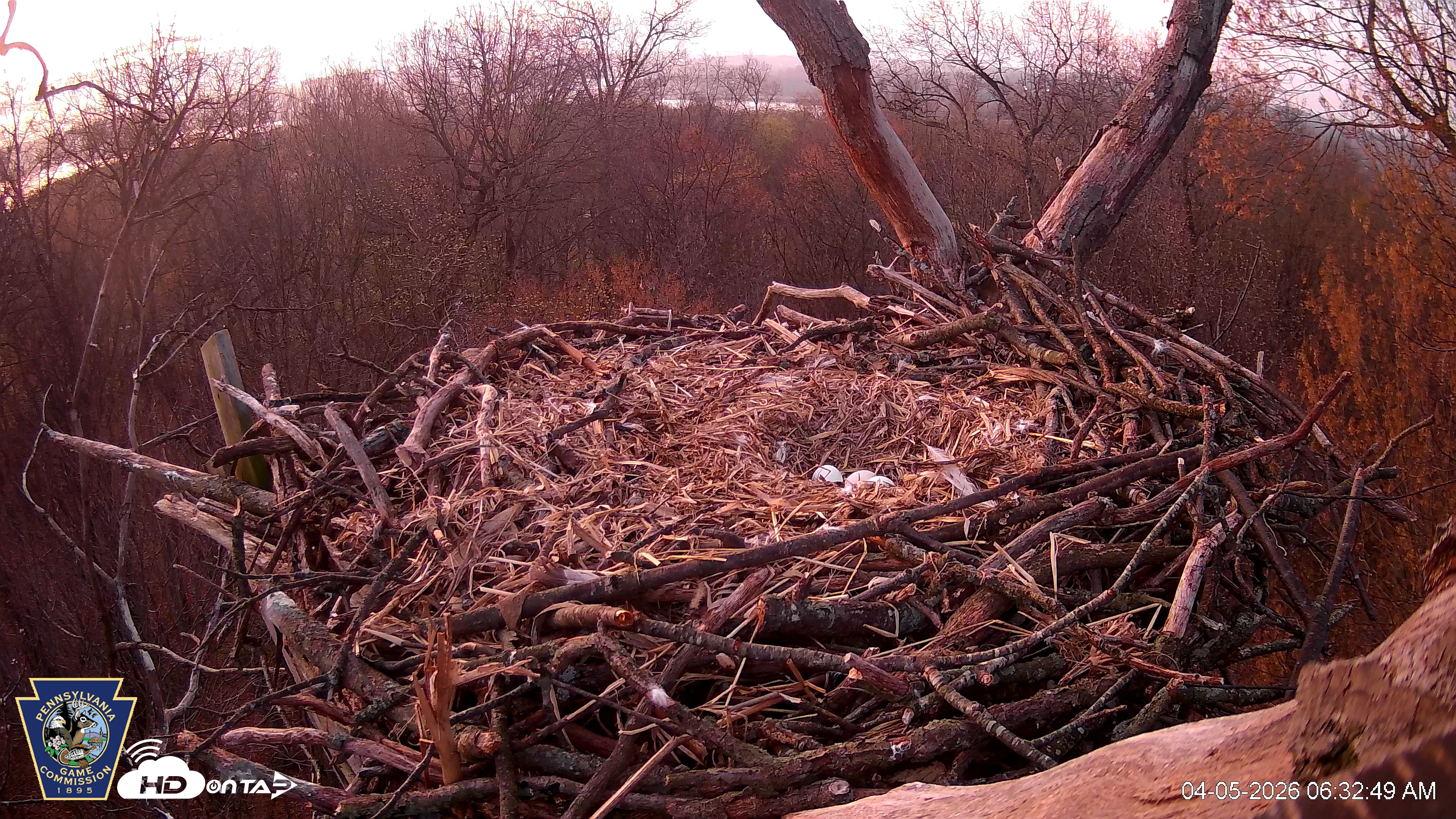 Snapshot of Hanover Eagles Live Cam taken Apr 5, 2026, 6:33am EDT