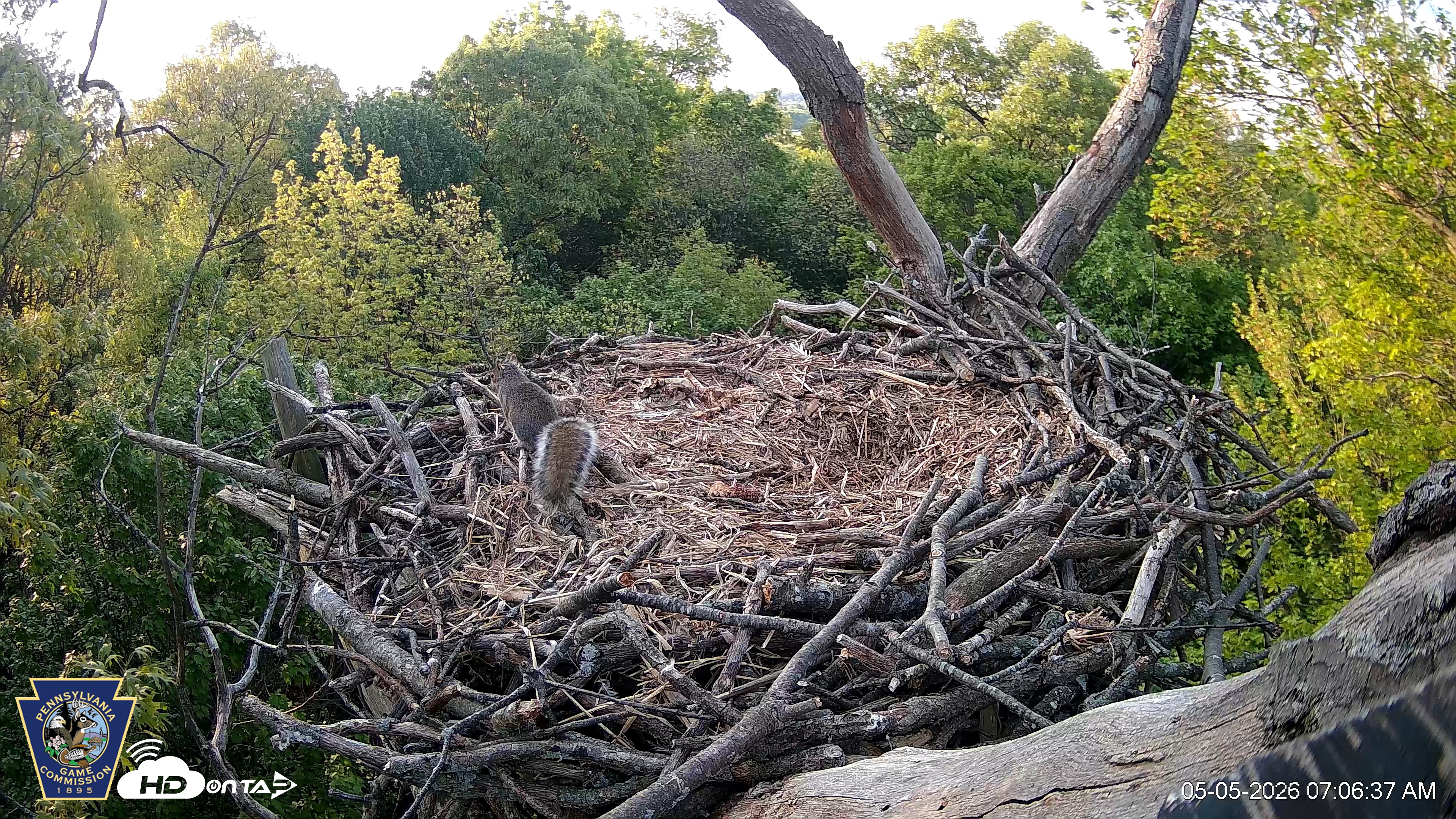 Snapshot of Hanover Eagles Live Cam taken May 5, 2026, 7:06am EDT