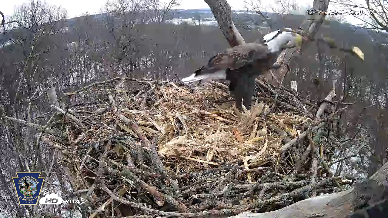Snapshot of Hanover Eagles Live Cam taken Dec 17, 2025, 1:33pm EST