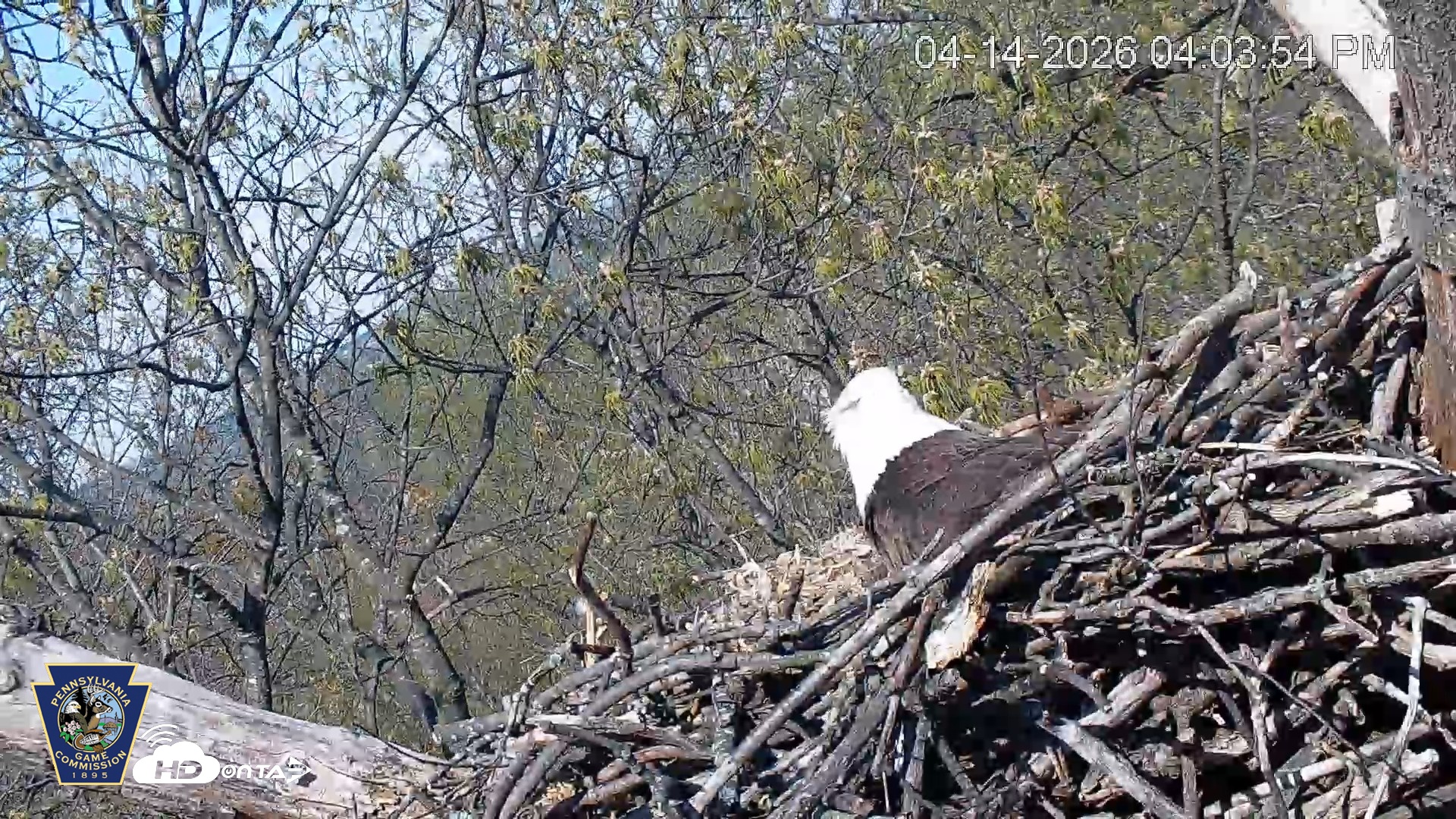 Snapshot of Hanover Eagles Live Cam taken Apr 14, 2026, 4:04pm EDT