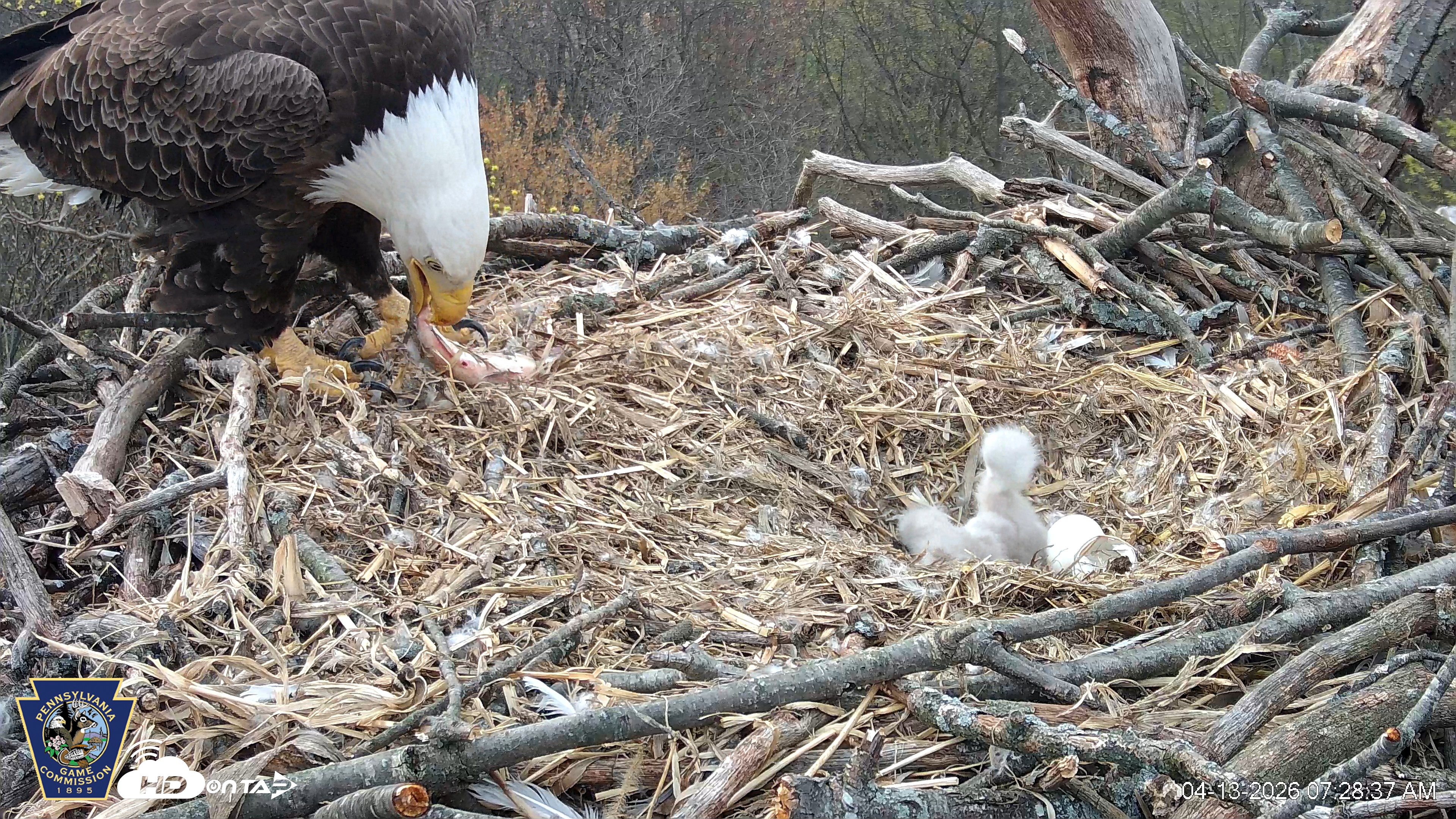 Snapshot of Hanover Eagles Live Cam taken Apr 13, 2026, 7:29am EDT