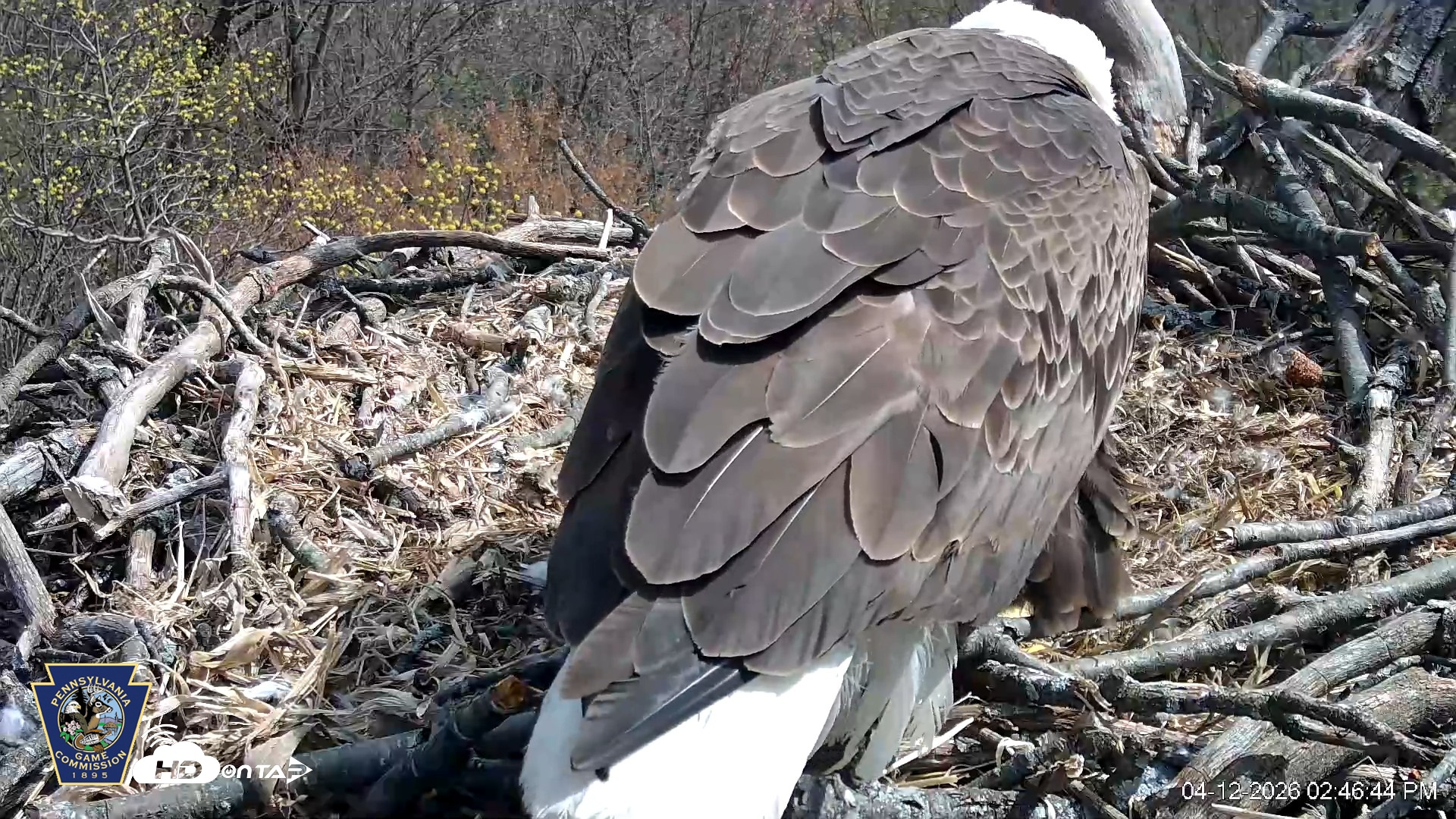 Snapshot of Hanover Eagles Live Cam taken Apr 12, 2026, 2:47pm EDT