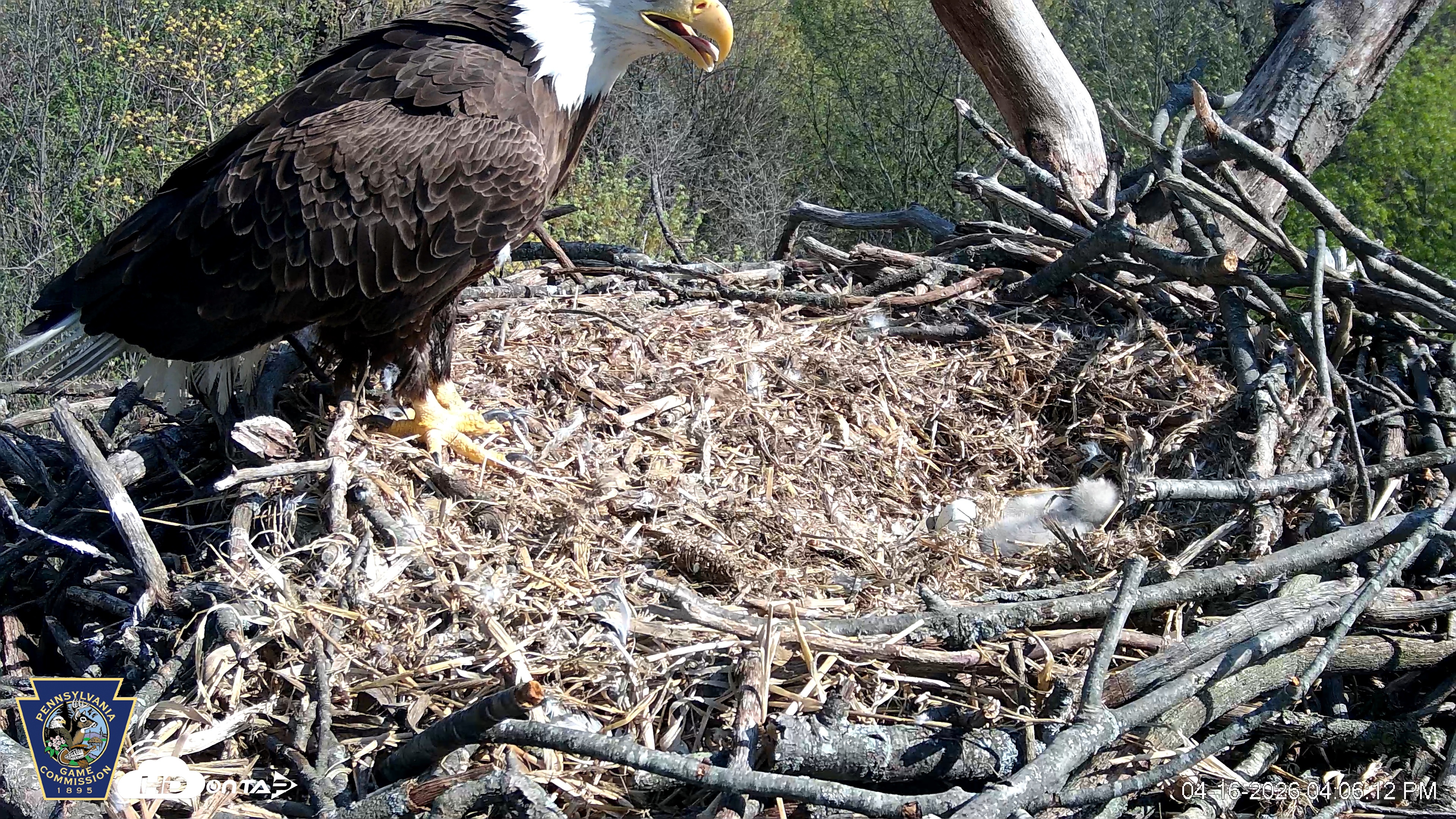 Snapshot of Hanover Eagles Live Cam taken Apr 16, 2026, 4:06pm EDT