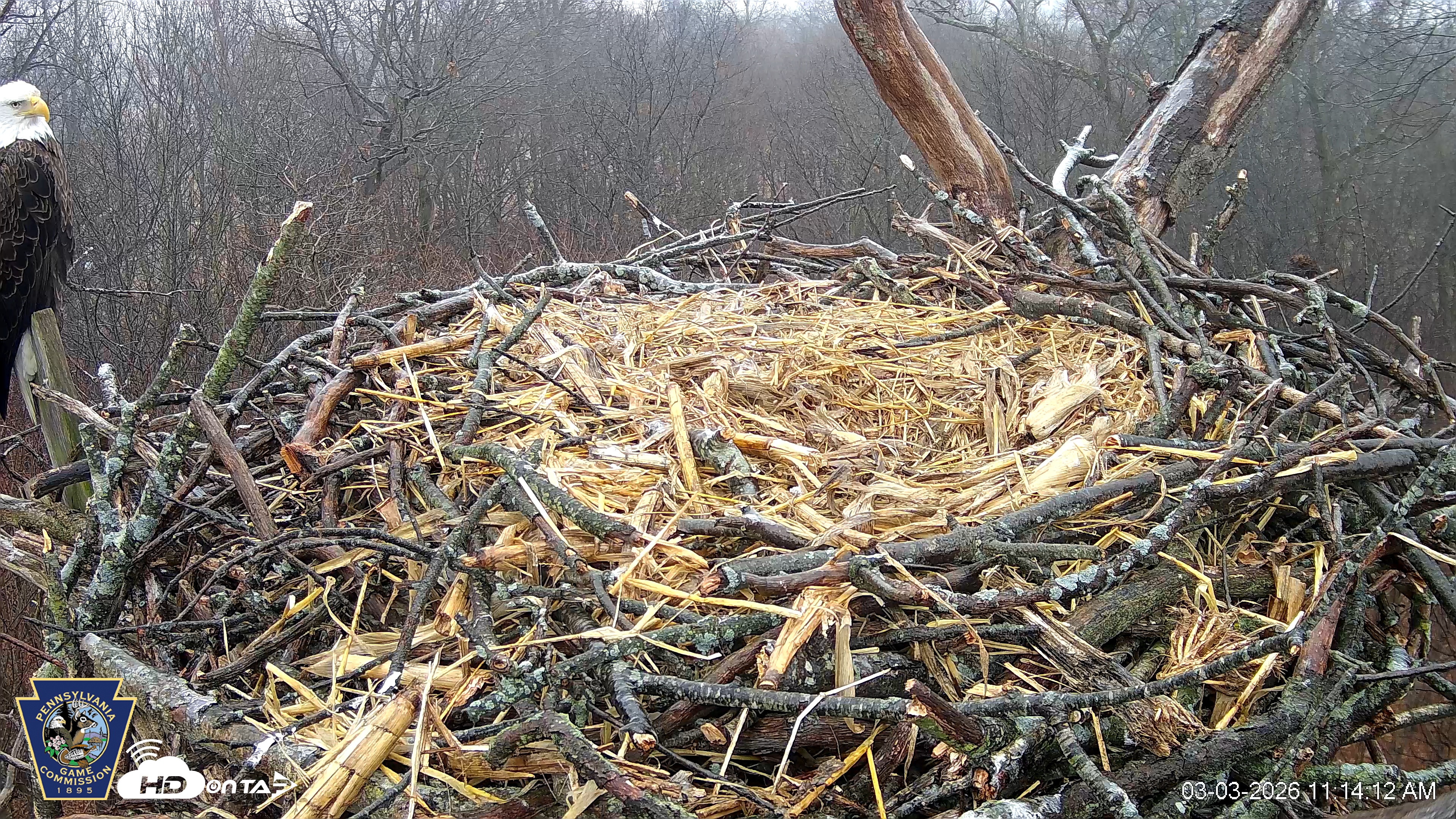 Snapshot of Hanover Eagles Live Cam taken Mar 3, 2026, 11:14am EST