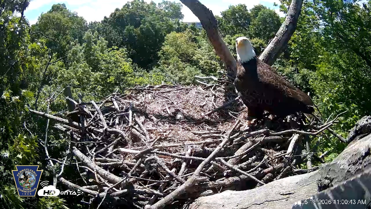 Snapshot of Hanover Eagles Live Cam taken May 15, 2026, 11:01am EDT