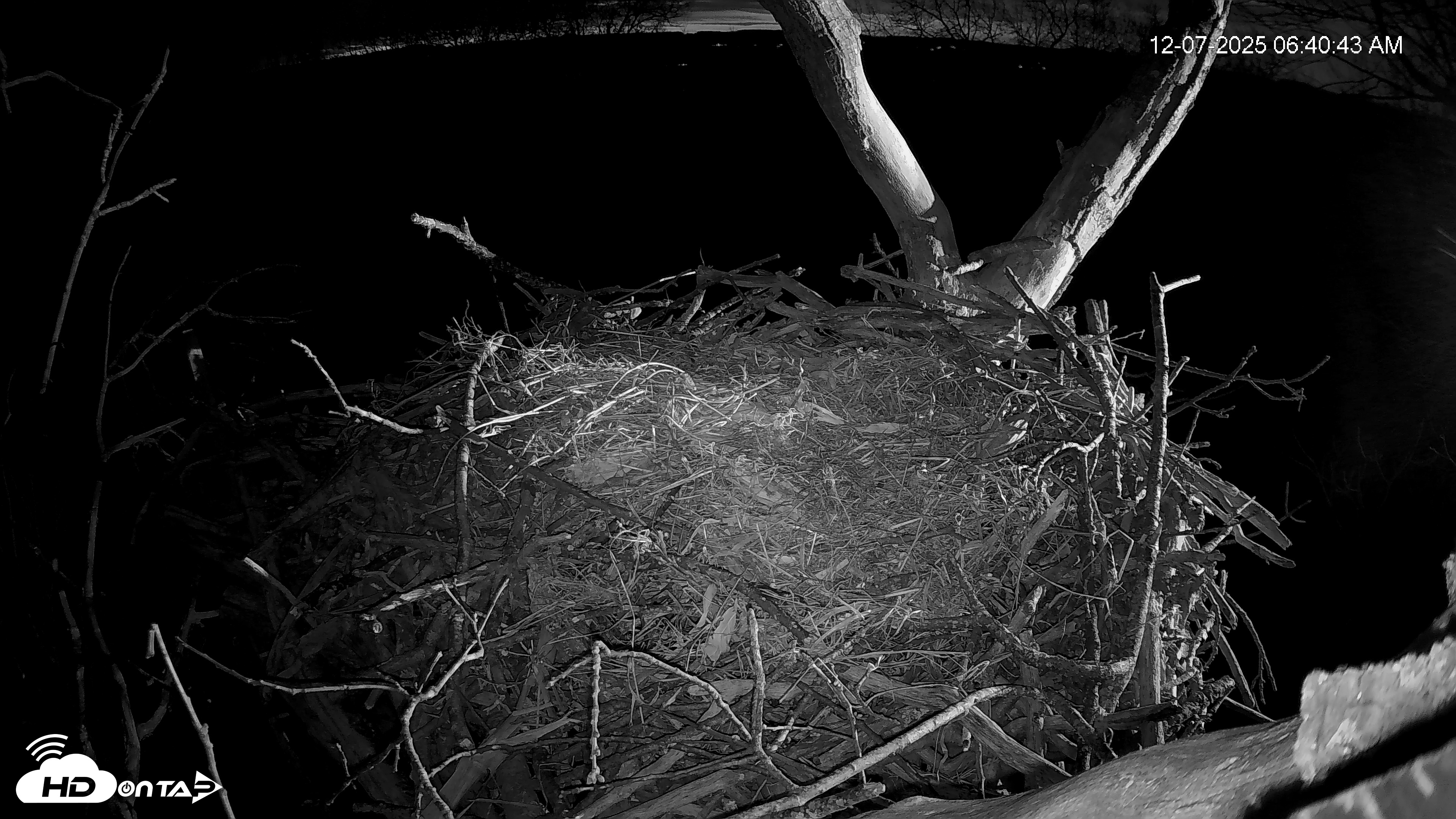 Snapshot of Hanover Eagles Live Cam taken Dec 7, 2025, 6:41am EST