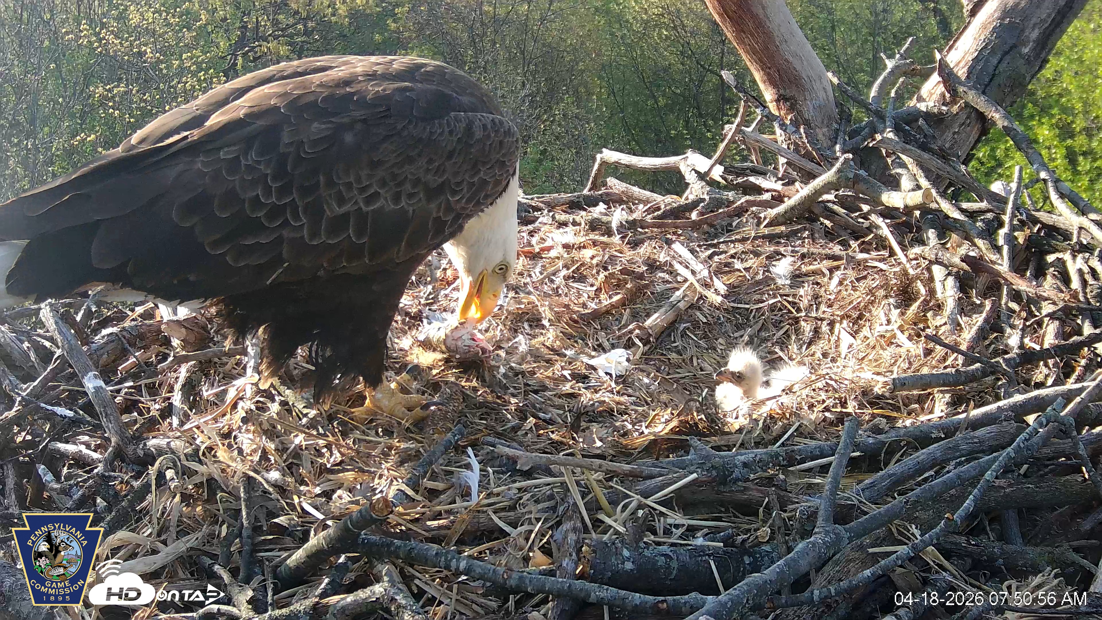 Snapshot of Hanover Eagles Live Cam taken Apr 18, 2026, 7:51am EDT
