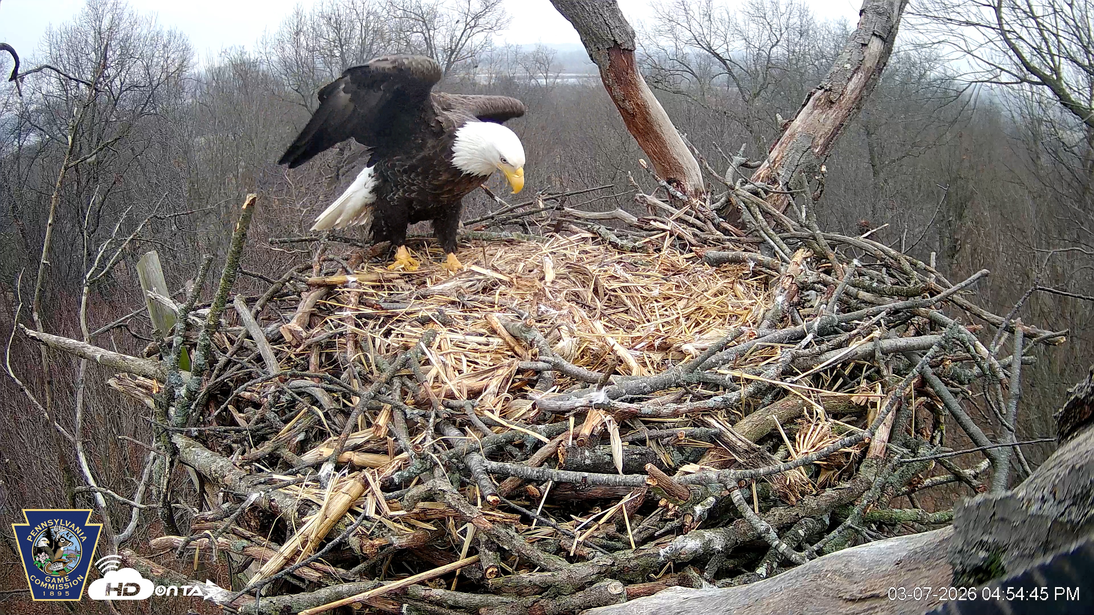 Snapshot of Hanover Eagles Live Cam taken Mar 7, 2026, 4:55pm EST