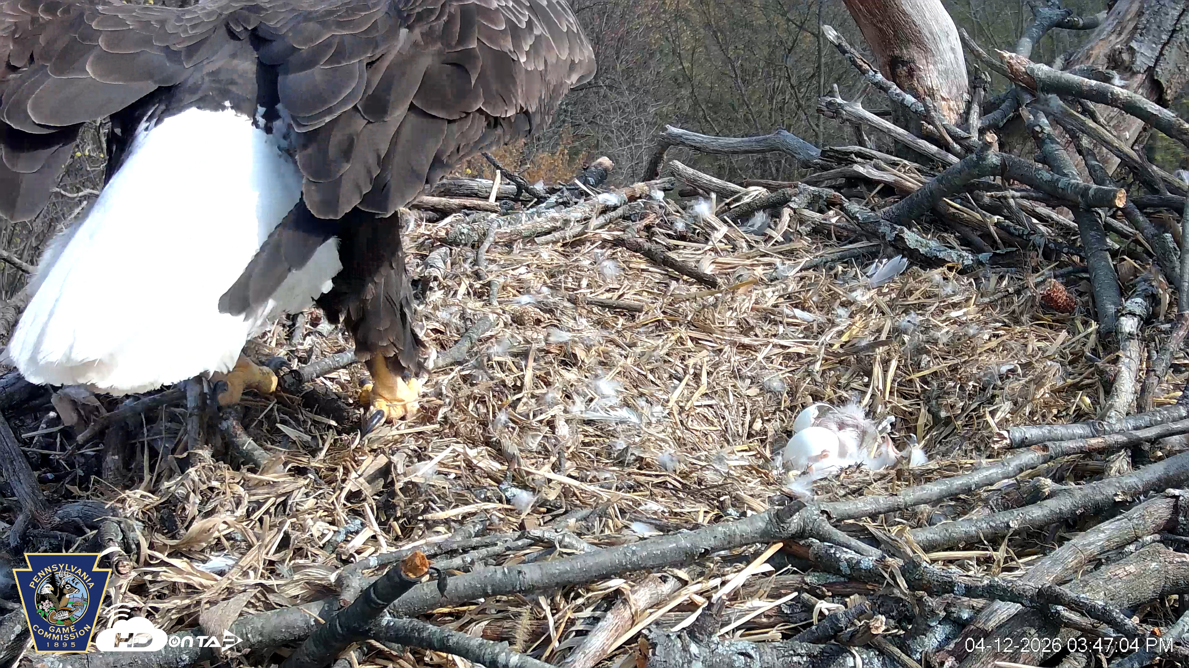 Snapshot of Hanover Eagles Live Cam taken Apr 12, 2026, 3:47pm EDT