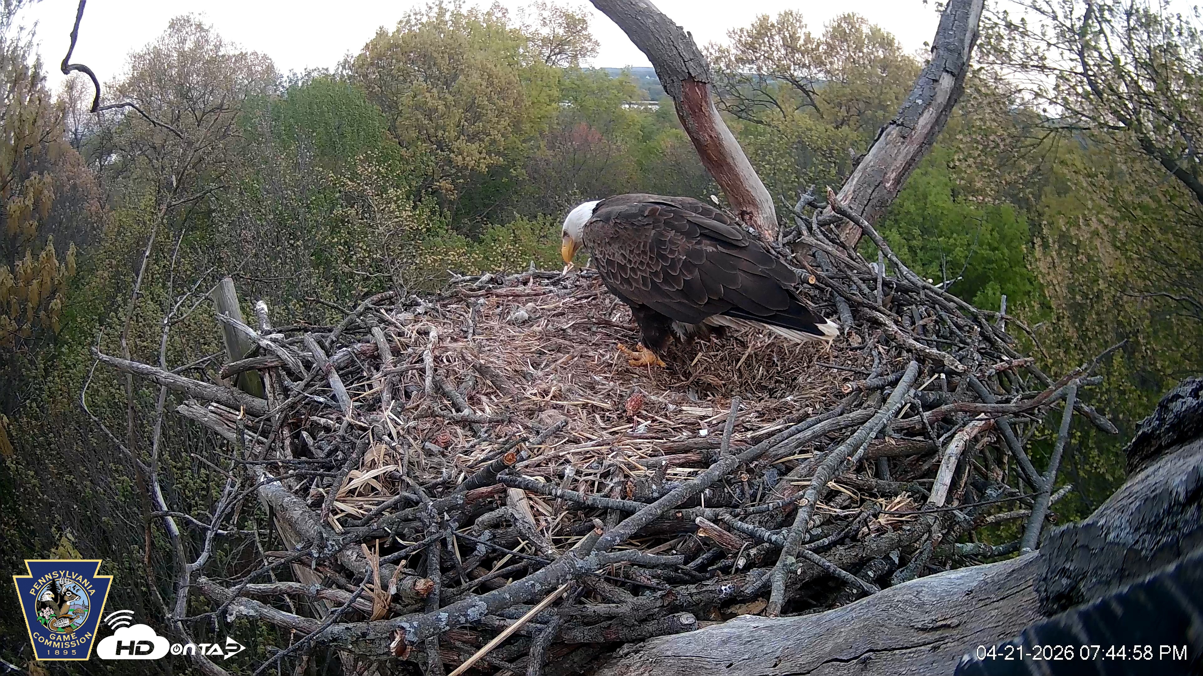 Snapshot of Hanover Eagles Live Cam taken Apr 21, 2026, 7:45pm EDT
