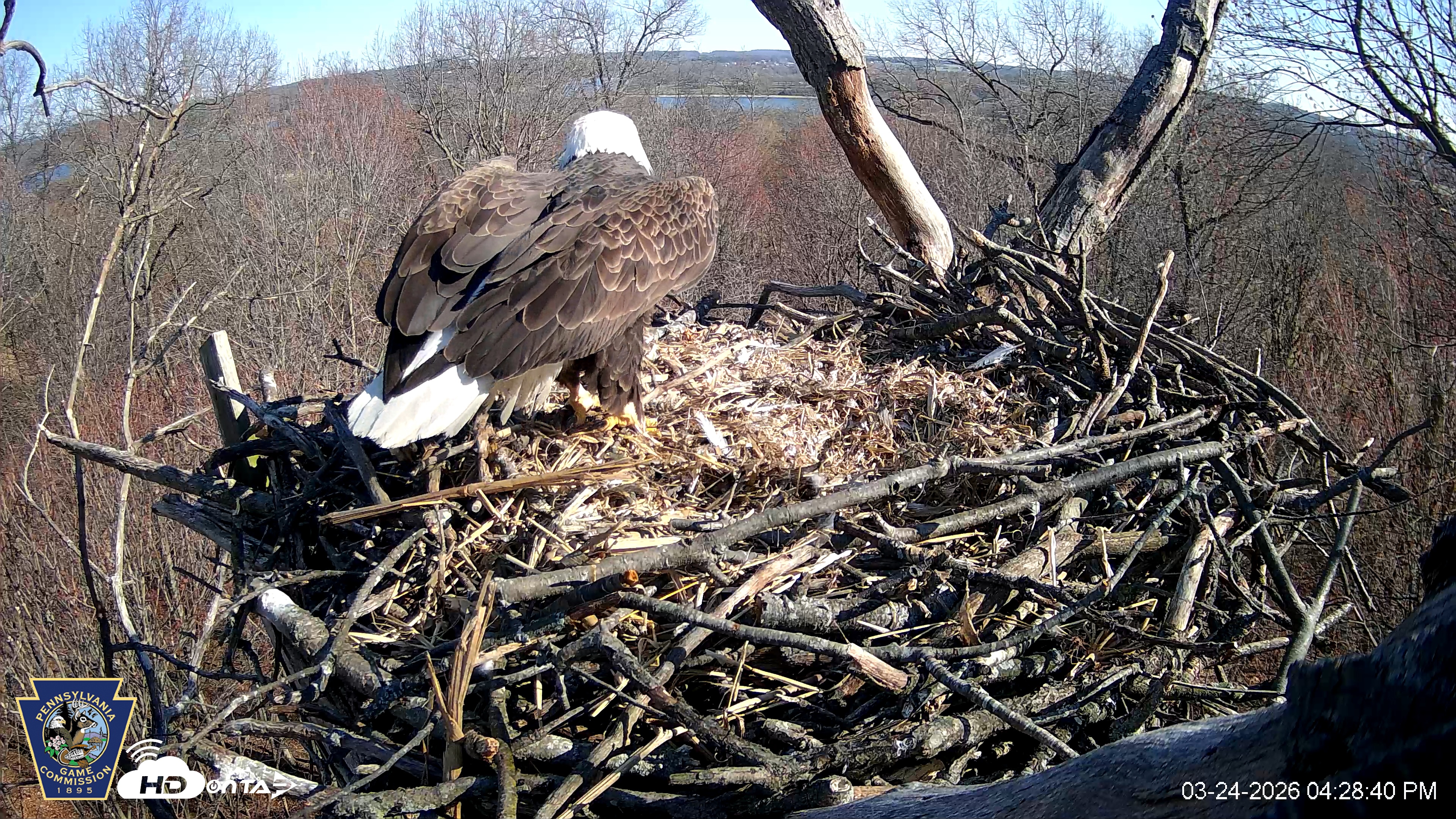 Snapshot of Hanover Eagles Live Cam taken Mar 24, 2026, 4:28pm EDT