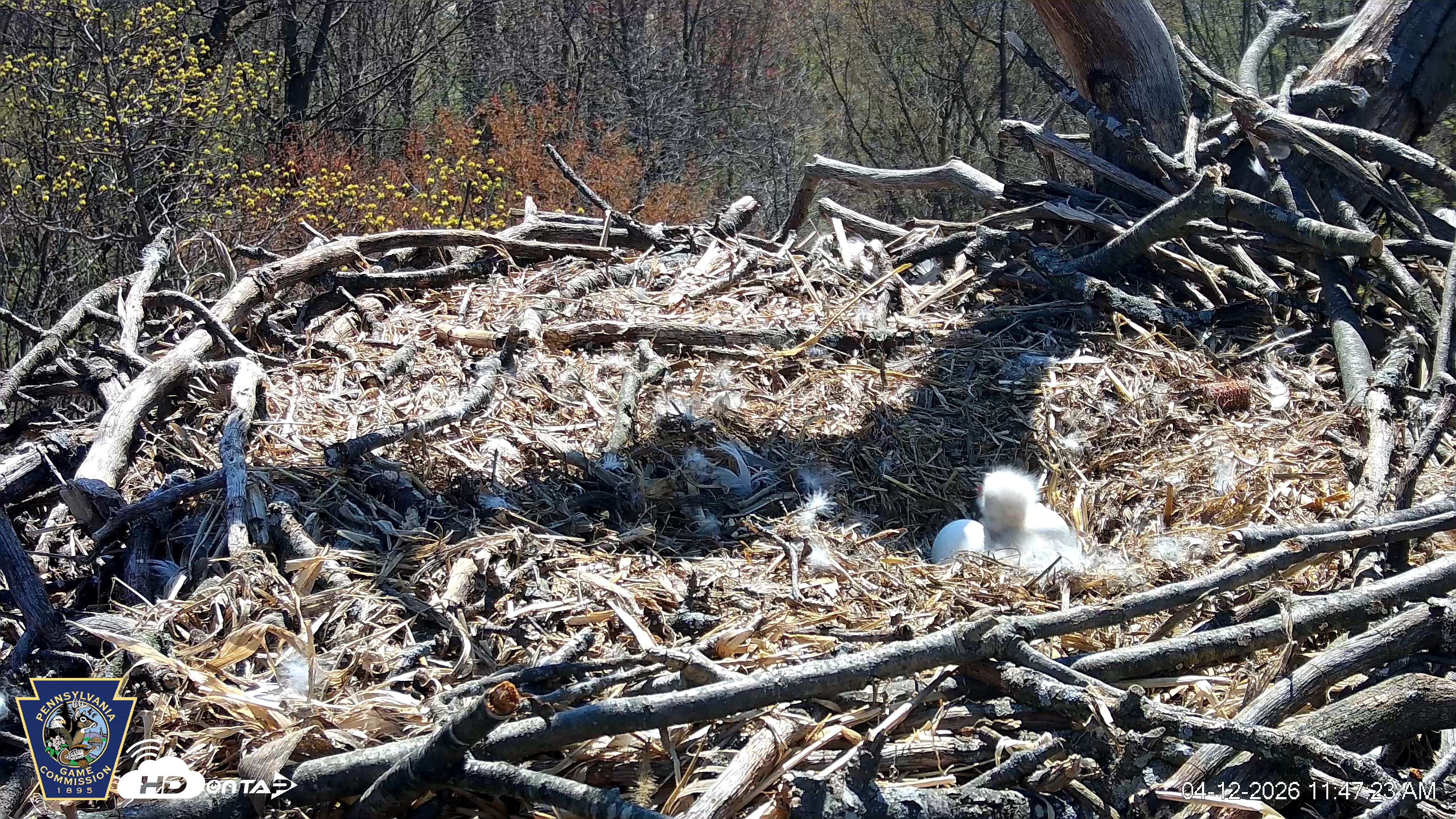 Snapshot of Hanover Eagles Live Cam taken Apr 12, 2026, 11:48am EDT