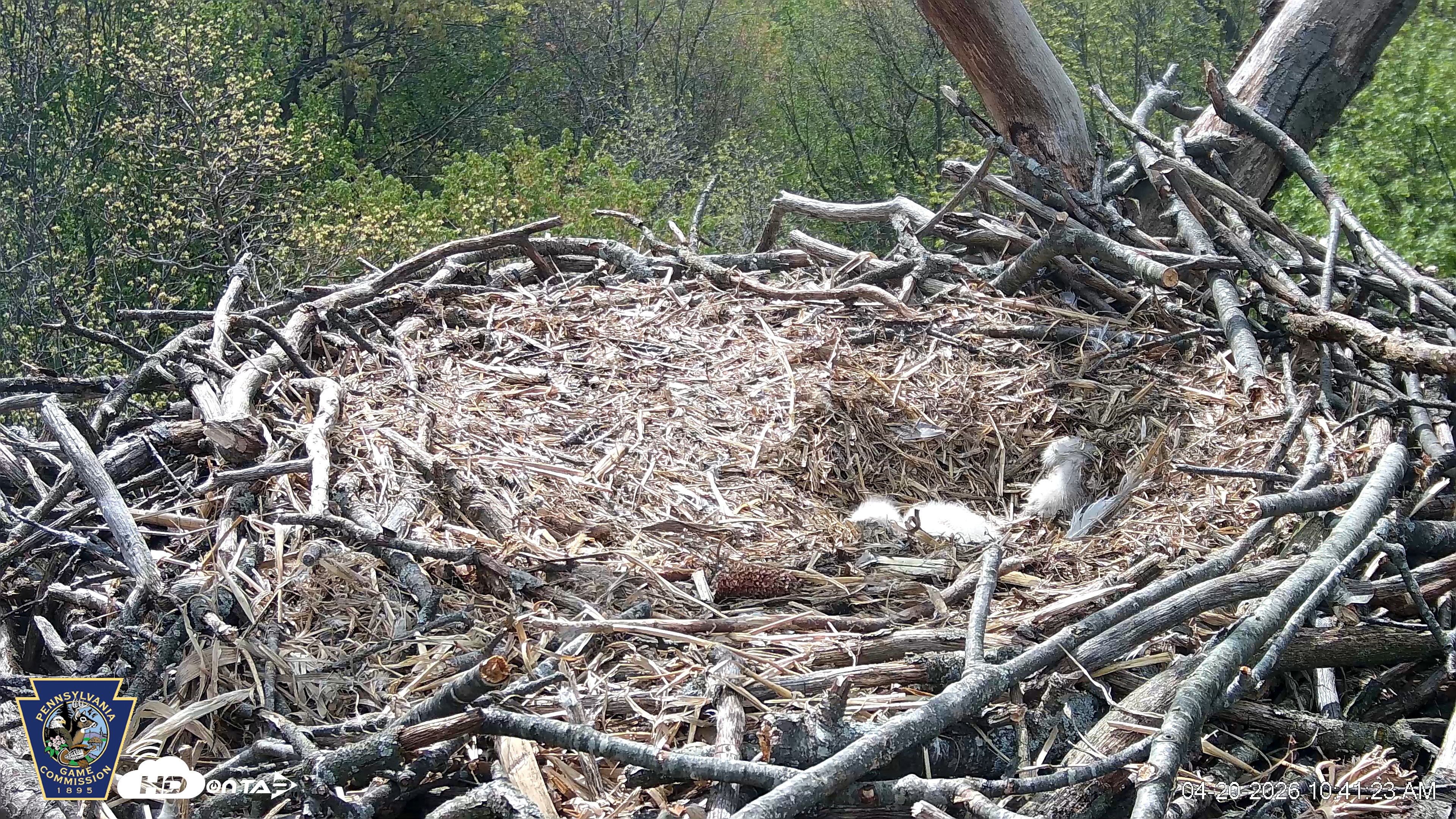 Snapshot of Hanover Eagles Live Cam taken Apr 20, 2026, 10:41am EDT