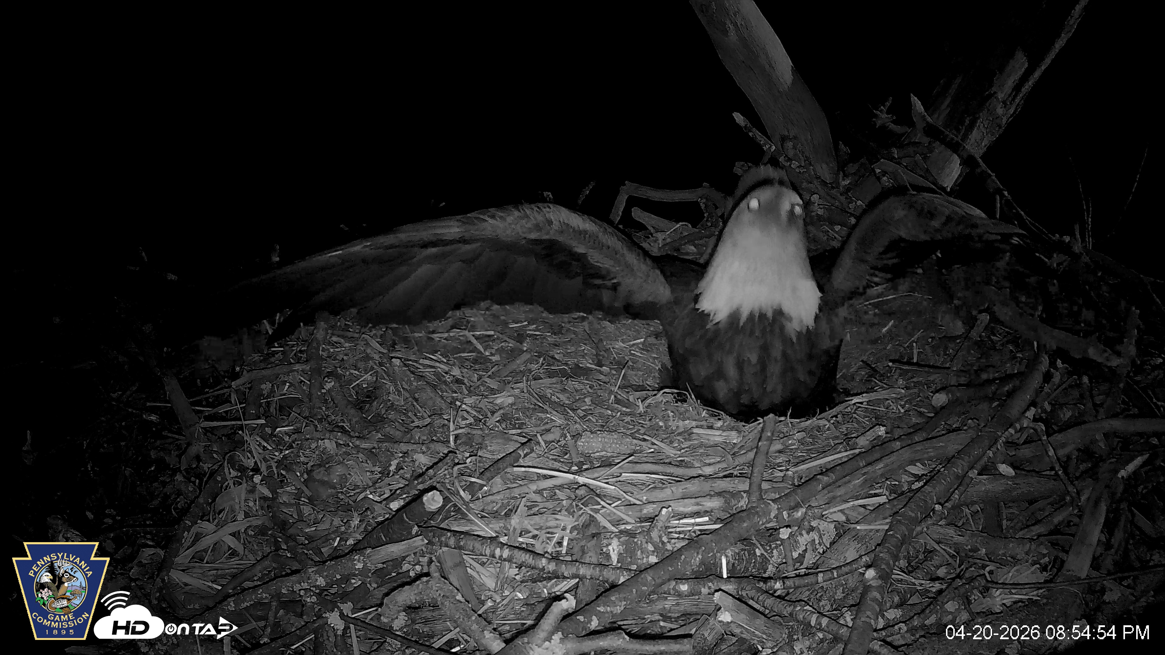 Snapshot of Hanover Eagles Live Cam taken Apr 20, 2026, 8:56pm EDT