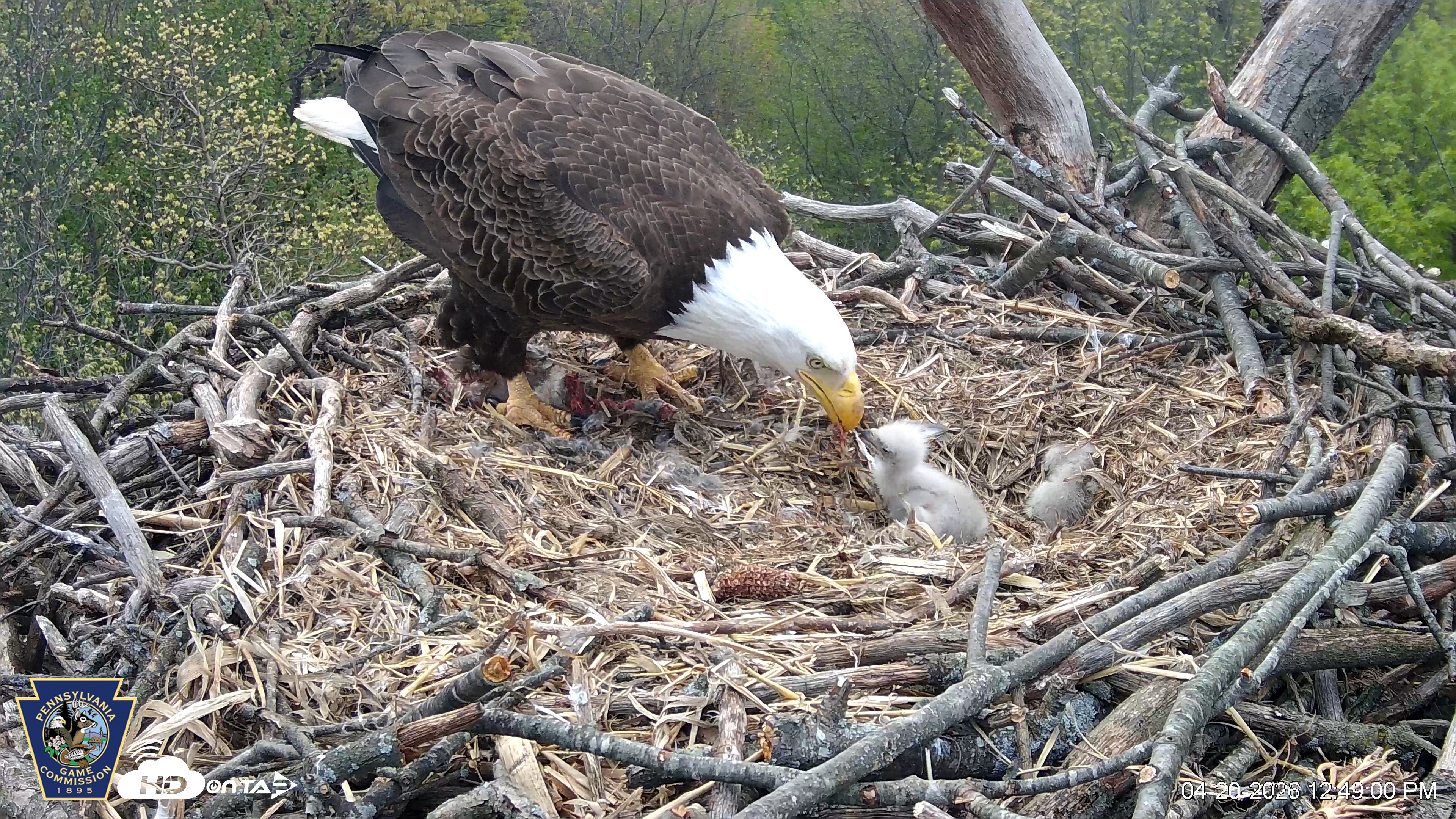 Snapshot of Hanover Eagles Live Cam taken Apr 20, 2026, 12:50pm EDT