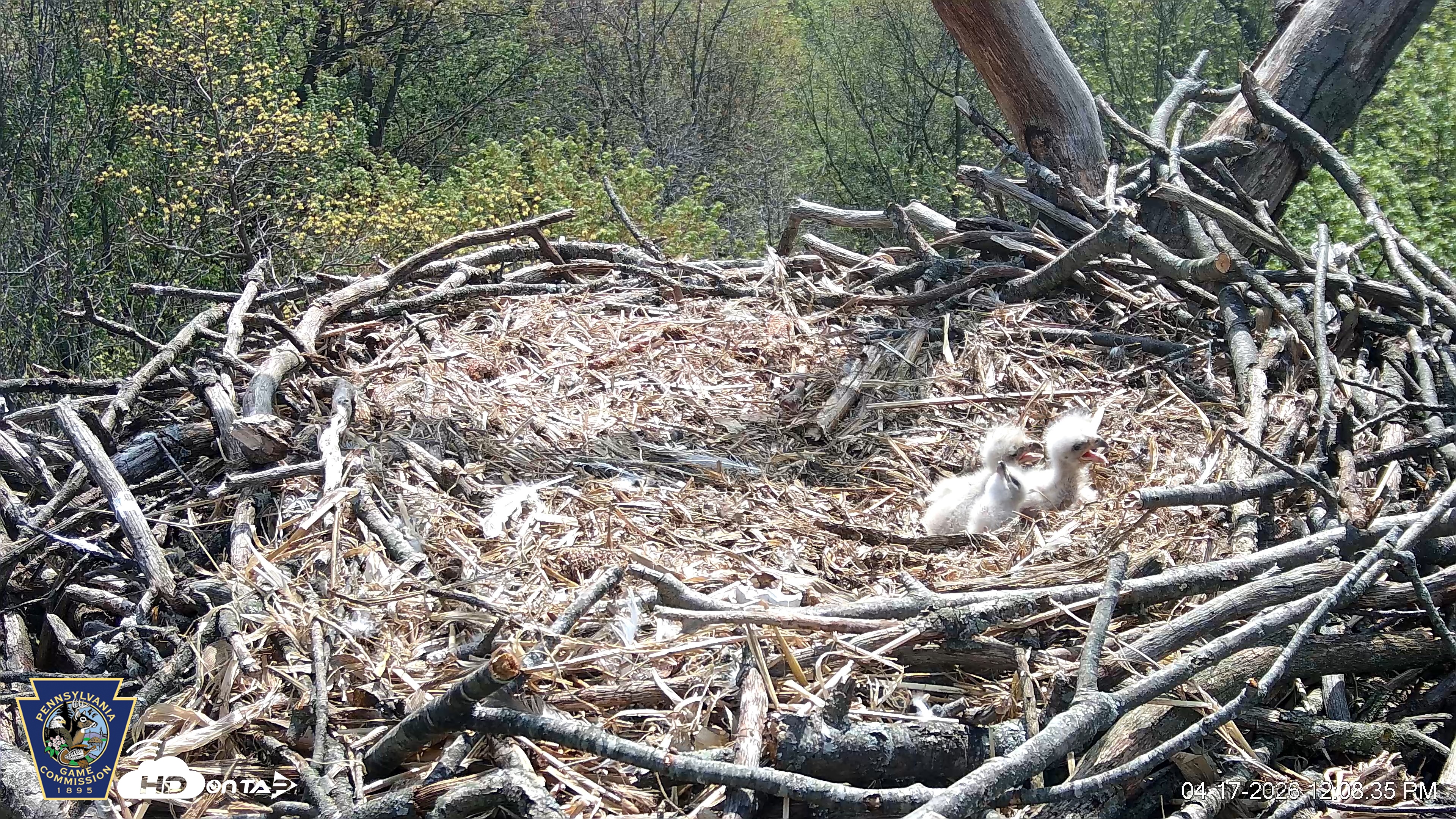 Snapshot of Hanover Eagles Live Cam taken Apr 17, 2026, 12:08pm EDT