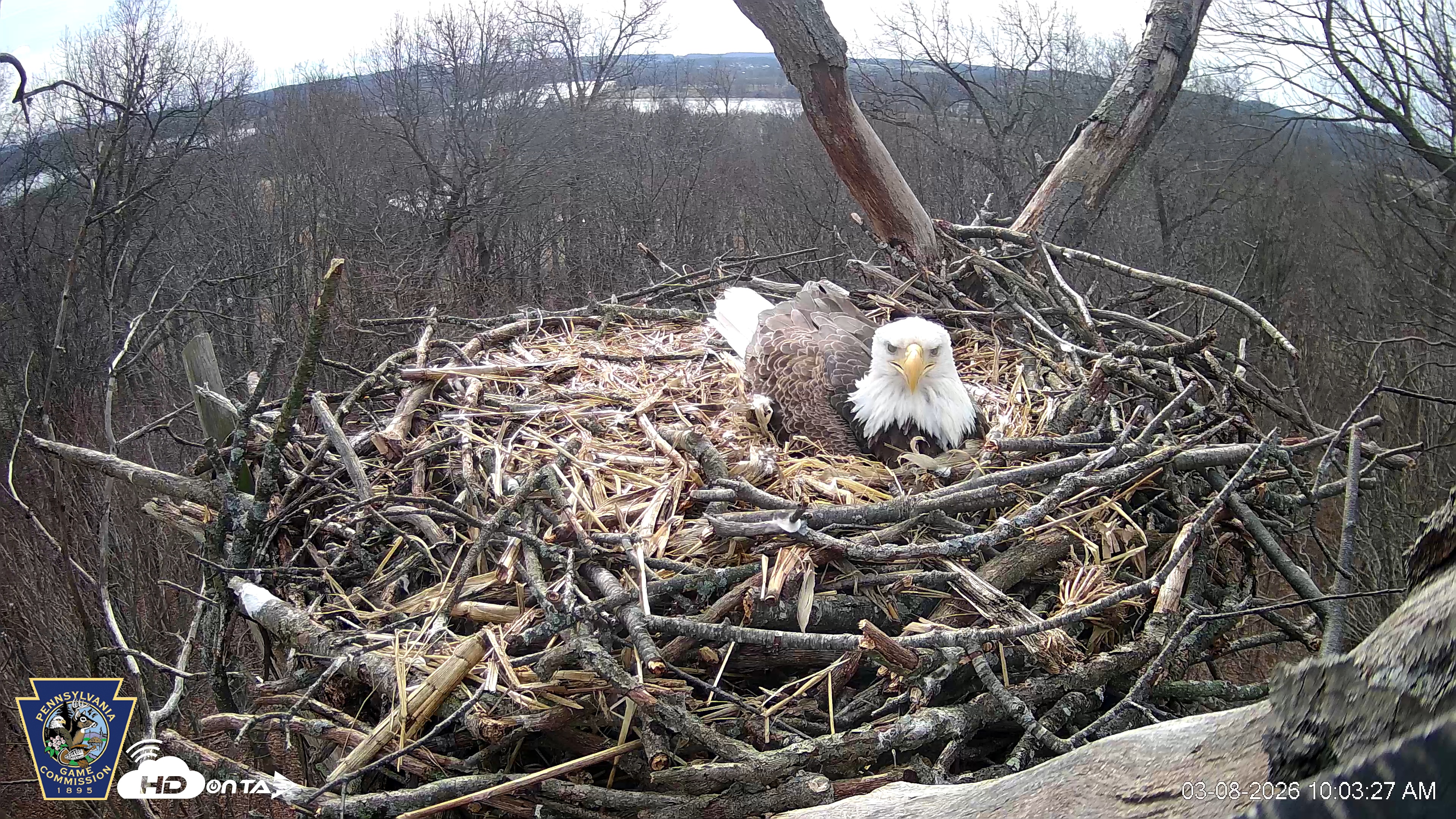 Snapshot of Hanover Eagles Live Cam taken Mar 8, 2026, 11:03am EDT