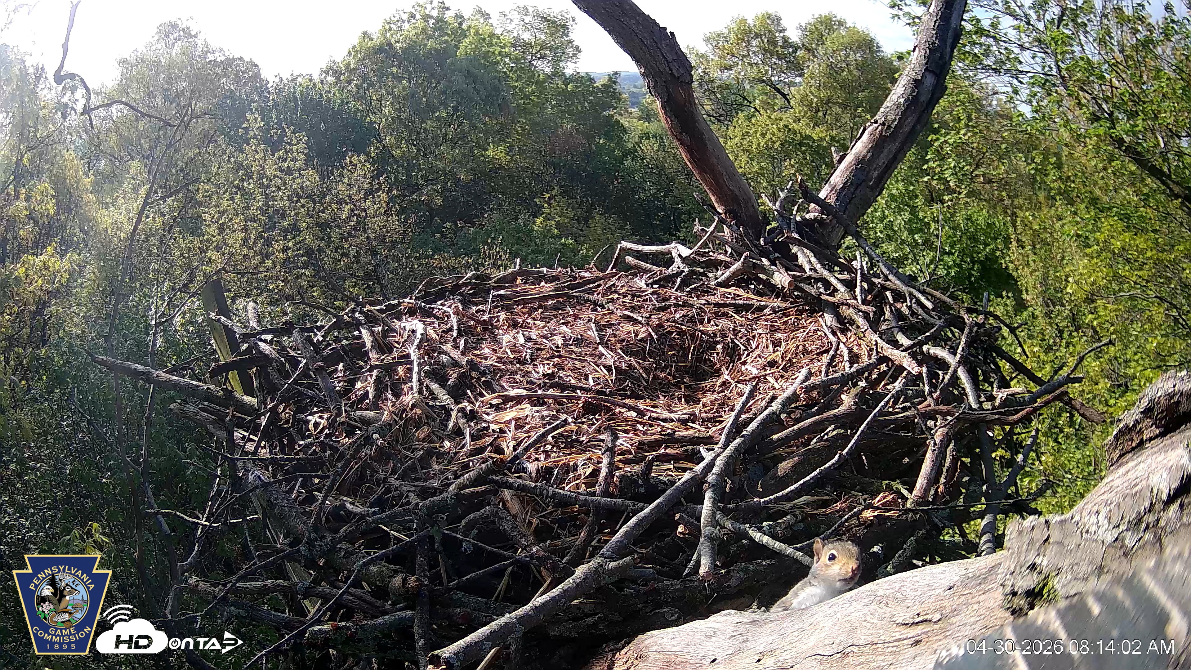 Snapshot of Hanover Eagles Live Cam taken Apr 30, 2026, 8:14am EDT