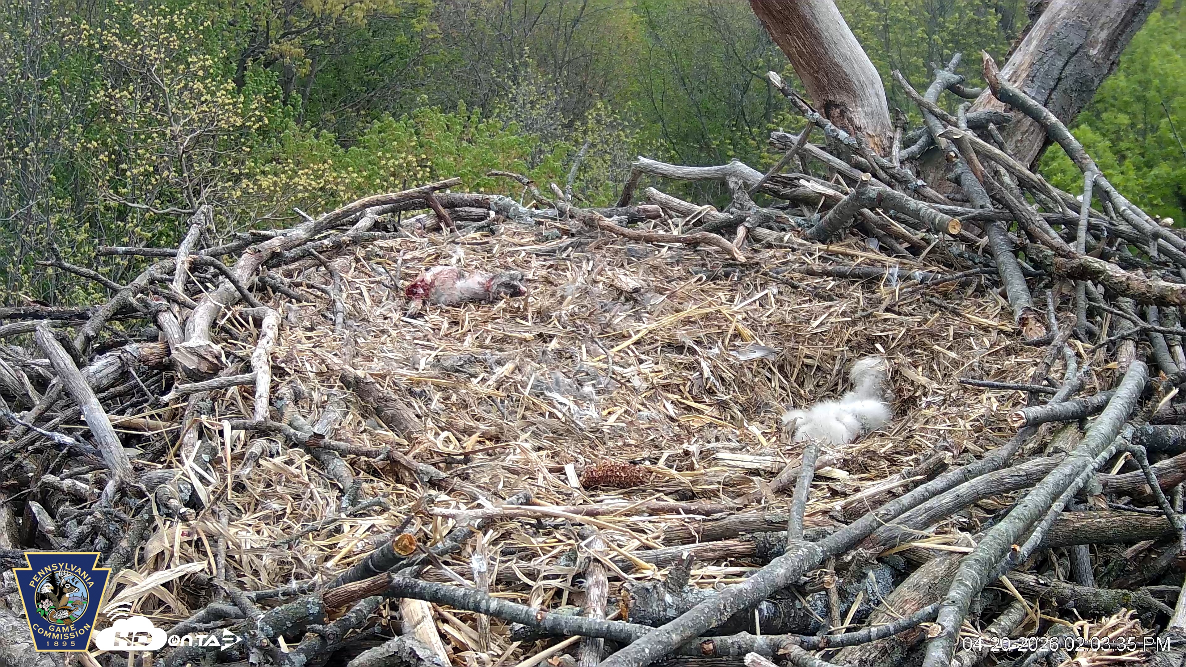 Snapshot of Hanover Eagles Live Cam taken Apr 20, 2026, 2:04pm EDT