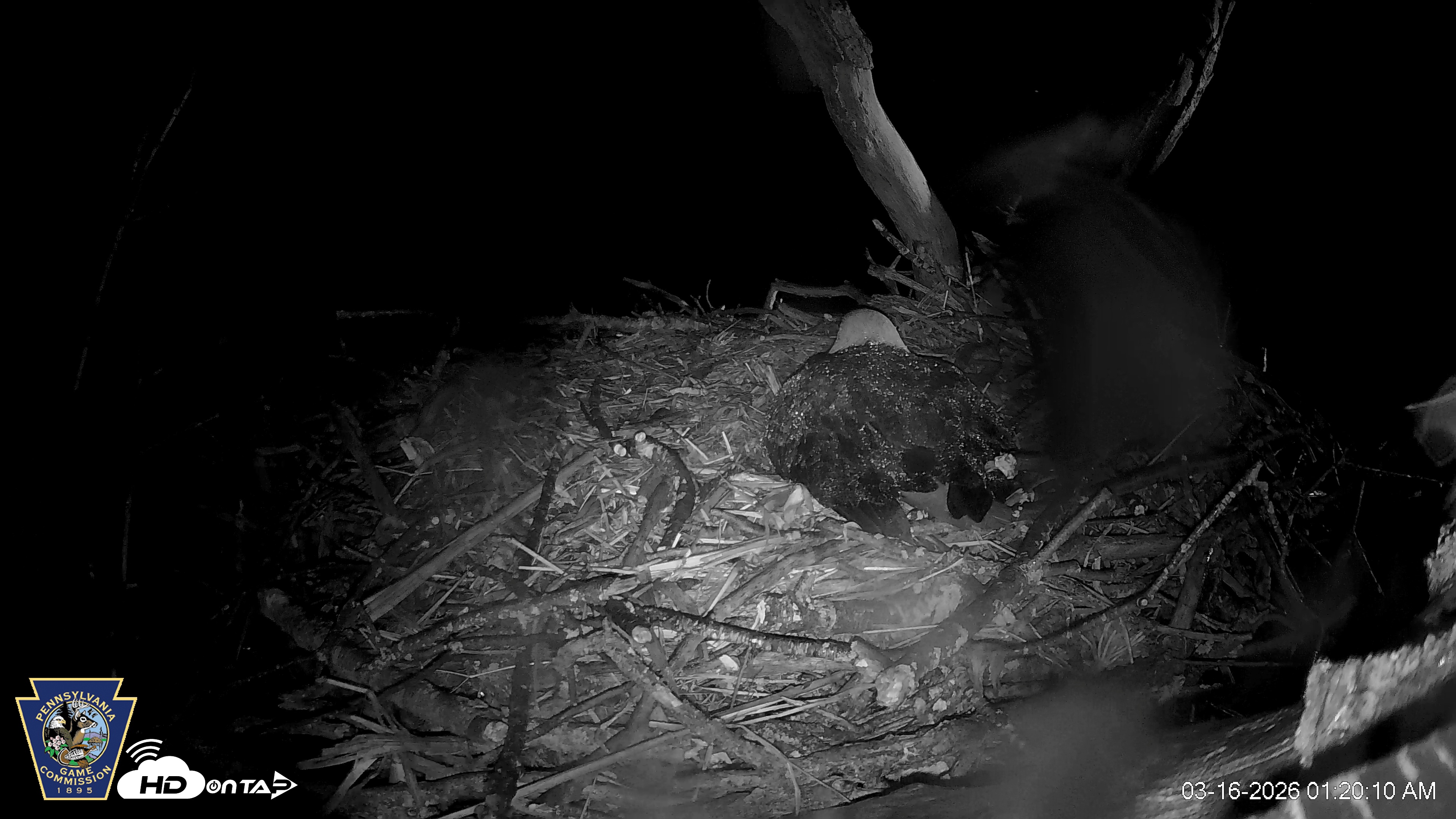 Snapshot of Hanover Eagles Live Cam taken Mar 16, 2026, 1:20am EDT