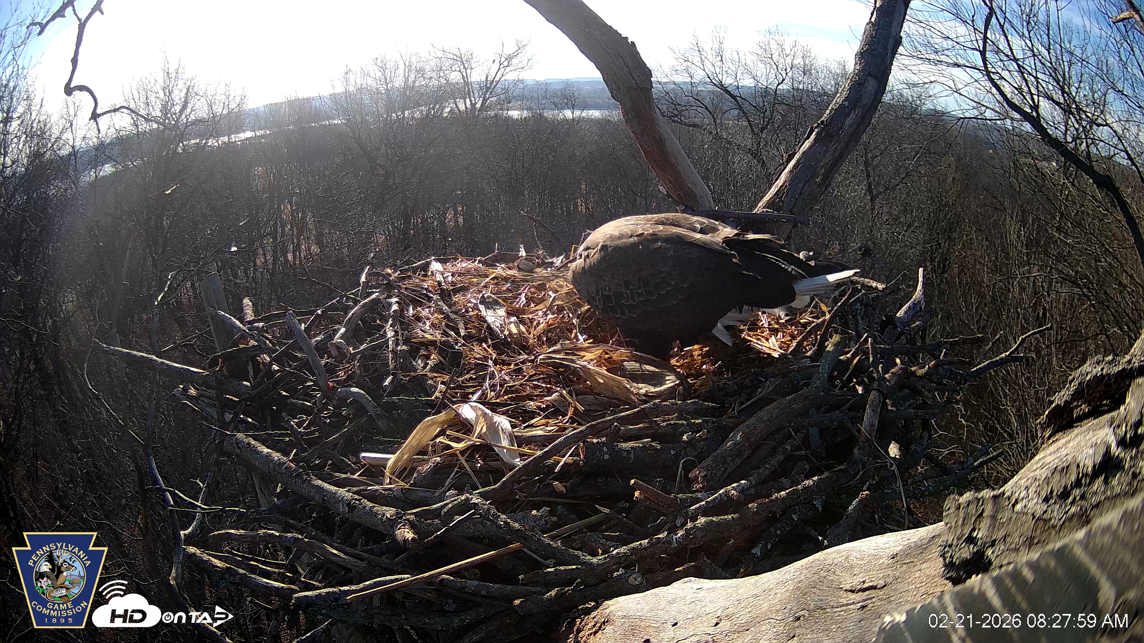 Snapshot of Hanover Eagles Live Cam taken Feb 21, 2026, 8:27am EST