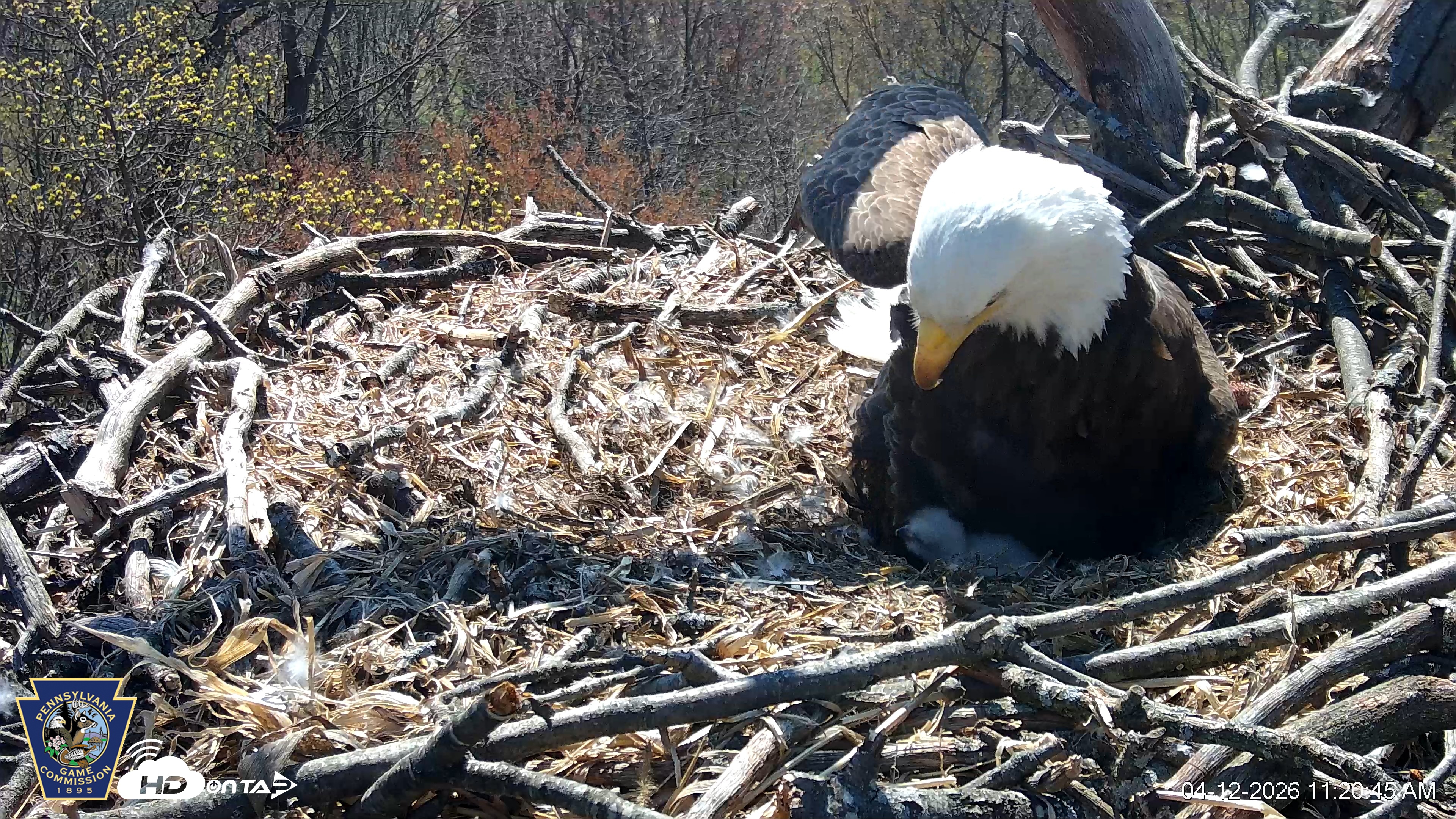 Snapshot of Hanover Eagles Live Cam taken Apr 12, 2026, 11:21am EDT