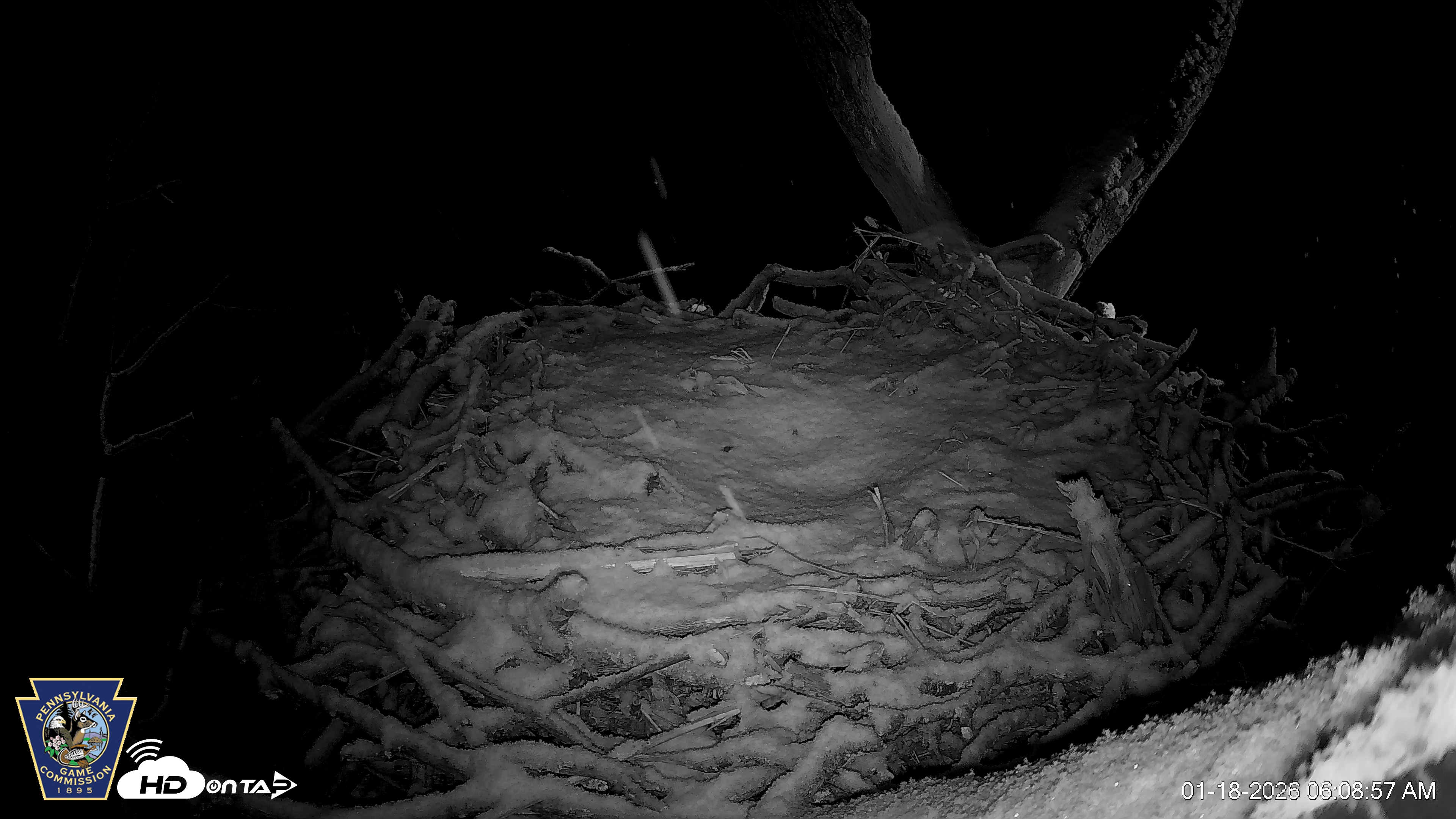 Snapshot of Hanover Eagles Live Cam taken Jan 18, 2026, 6:09am EST