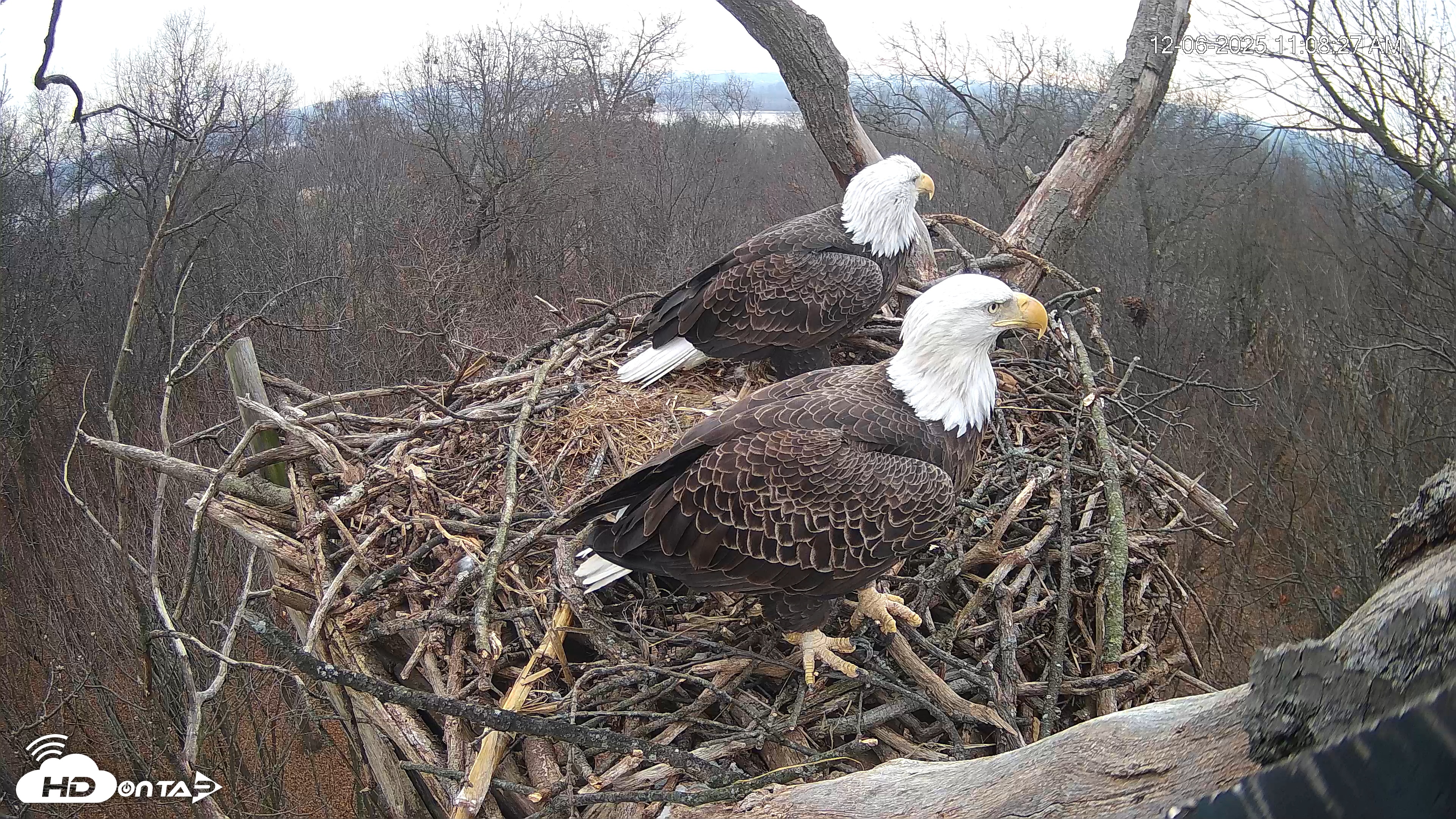 Snapshot of Hanover Eagles Live Cam taken Dec 6, 2025, 11:09am EST