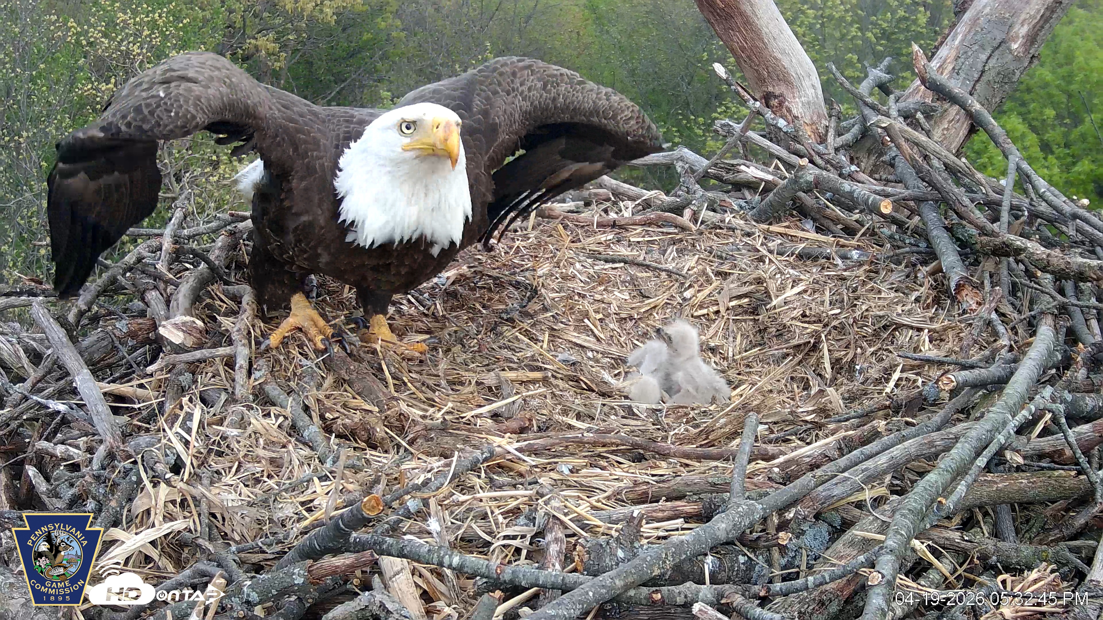 Snapshot of Hanover Eagles Live Cam taken Apr 19, 2026, 5:33pm EDT