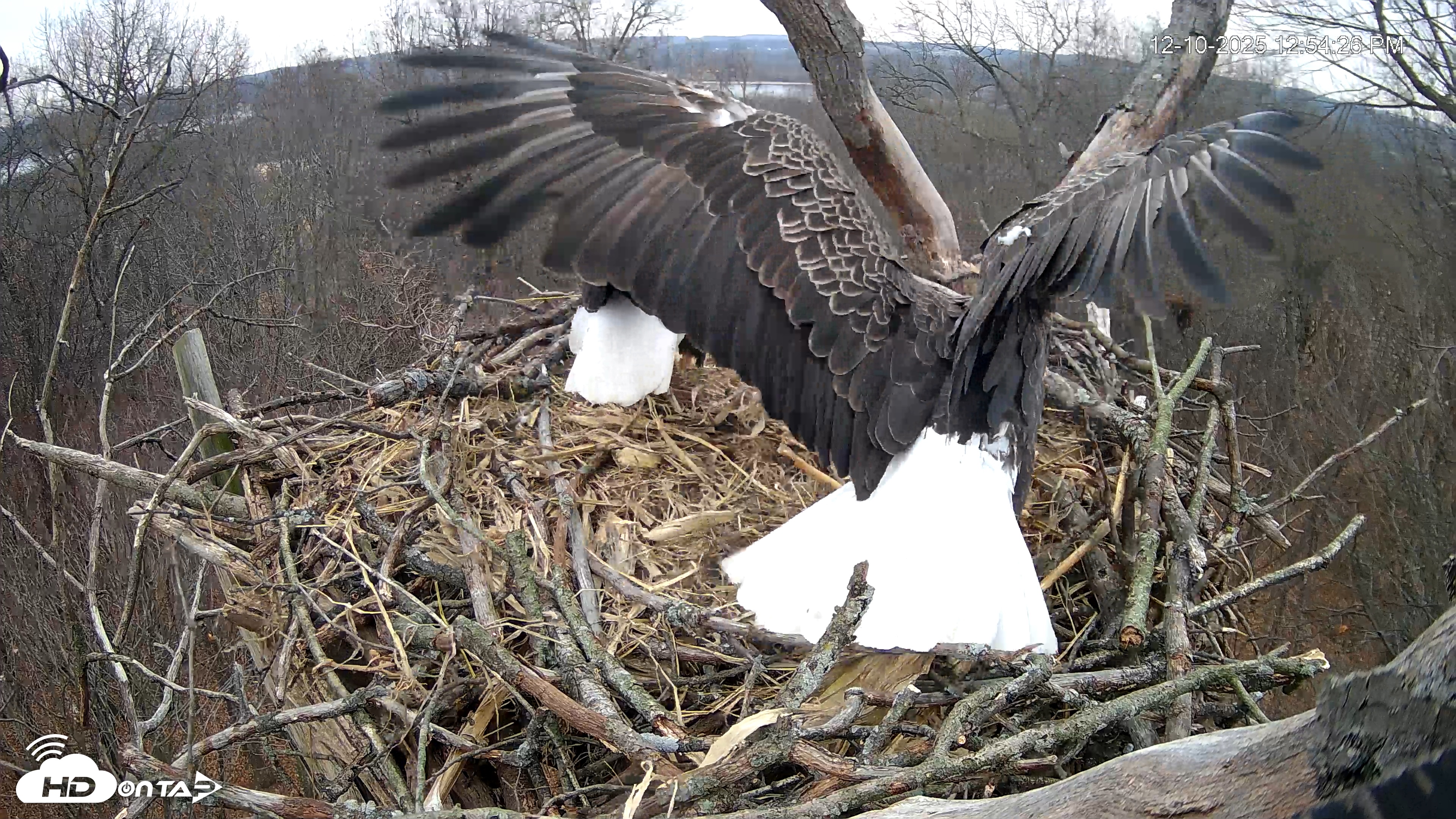 Snapshot of Hanover Eagles Live Cam taken Dec 10, 2025, 12:55pm EST