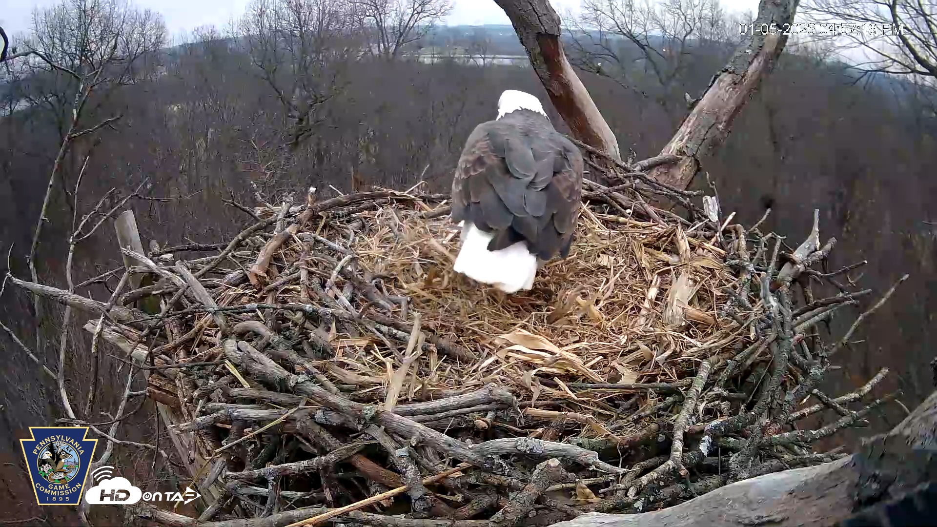 Snapshot of Hanover Eagles Live Cam taken Jan 5, 2026, 4:57pm EST