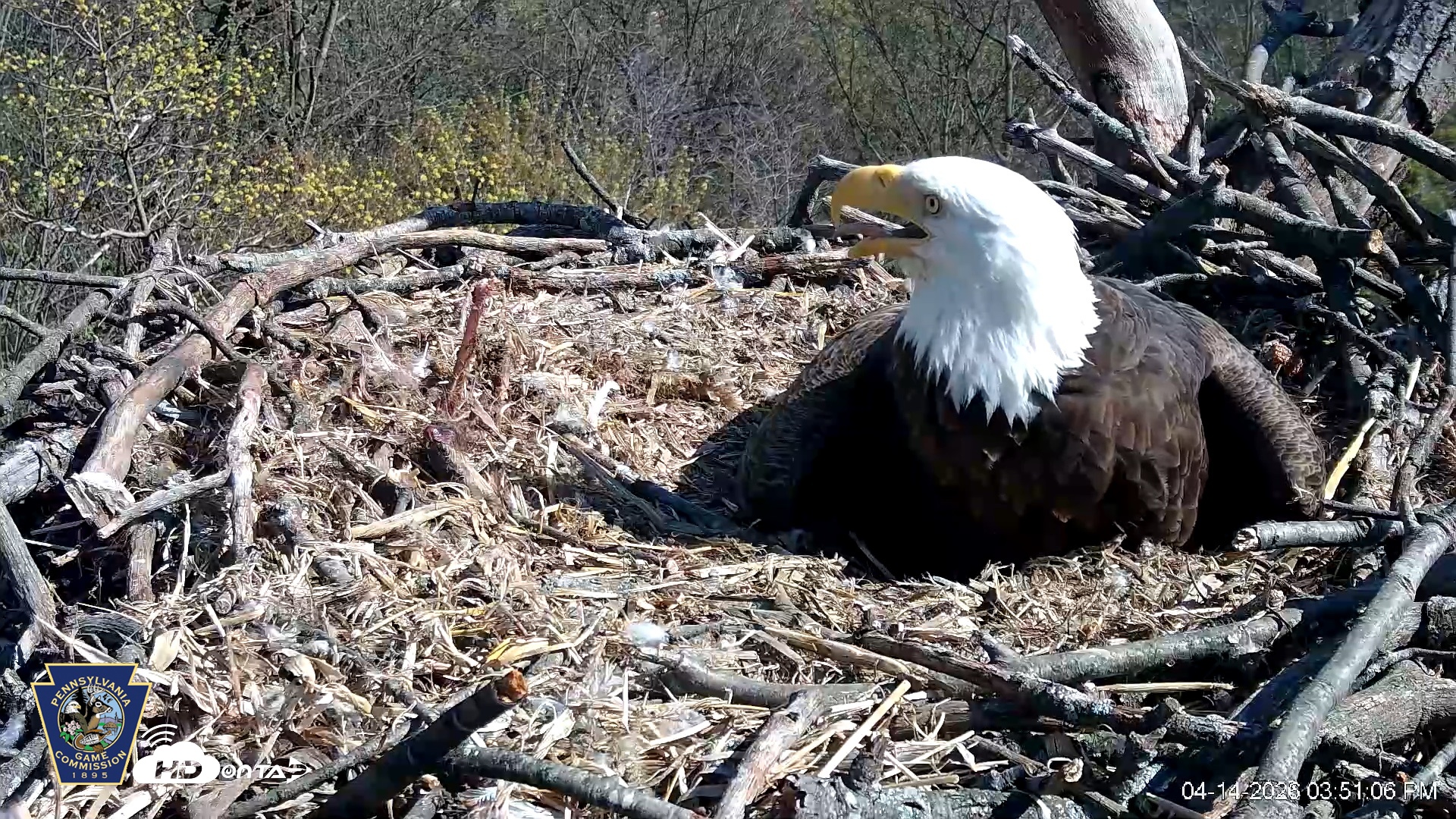 Snapshot of Hanover Eagles Live Cam taken Apr 14, 2026, 3:51pm EDT