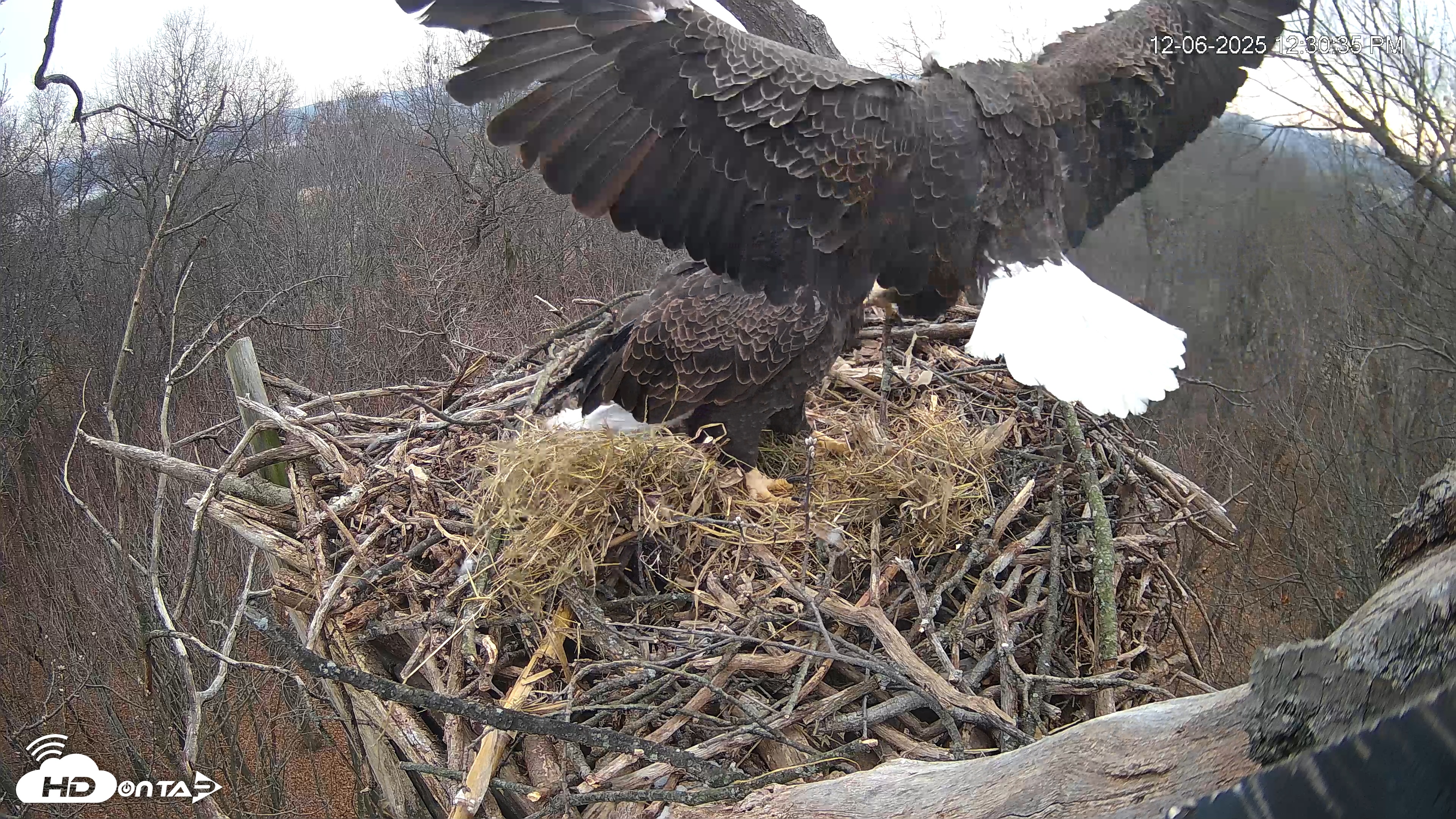 Snapshot of Hanover Eagles Live Cam taken Dec 6, 2025, 12:30pm EST