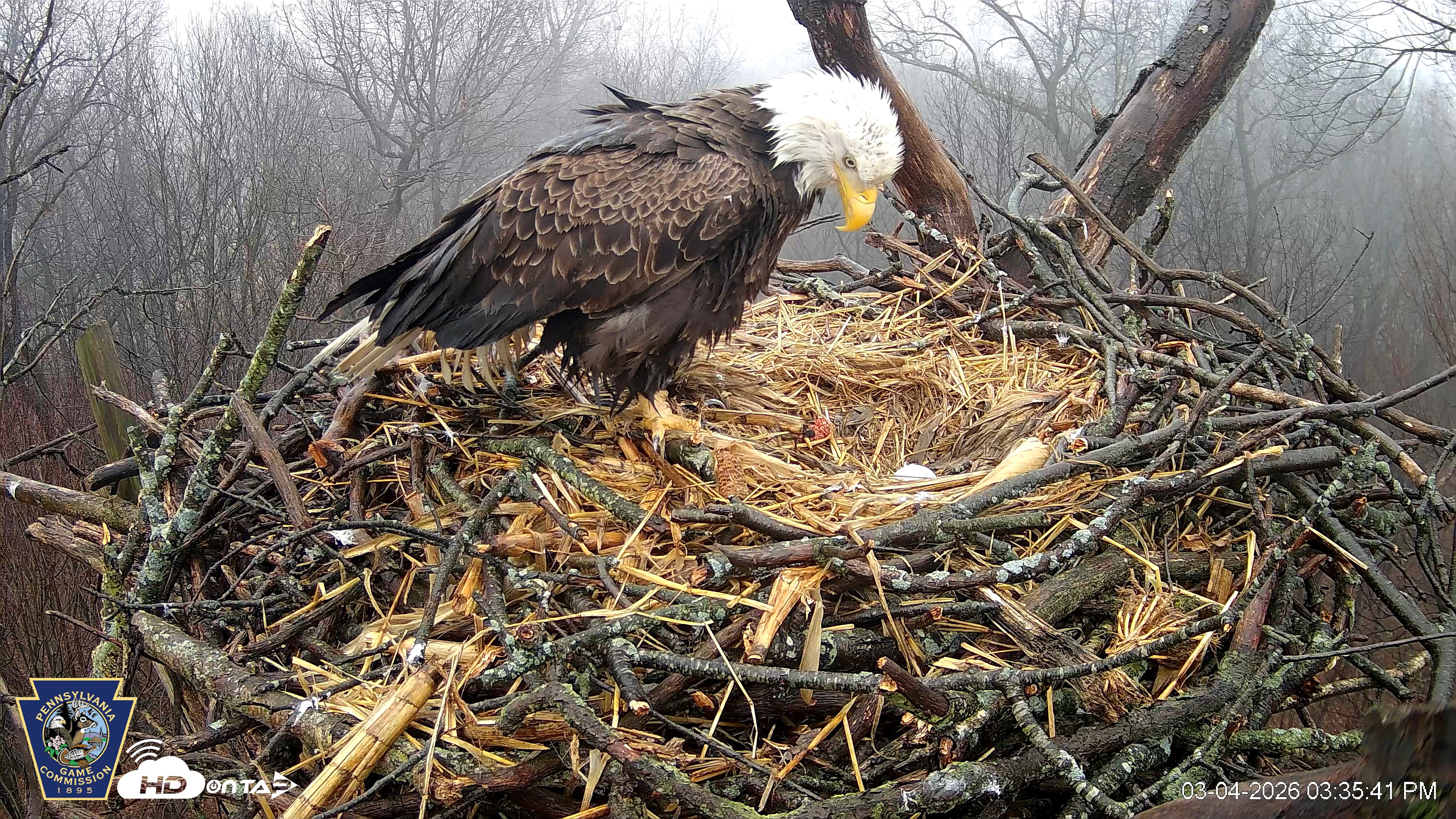 Snapshot of Hanover Eagles Live Cam taken Mar 4, 2026, 3:36pm EST
