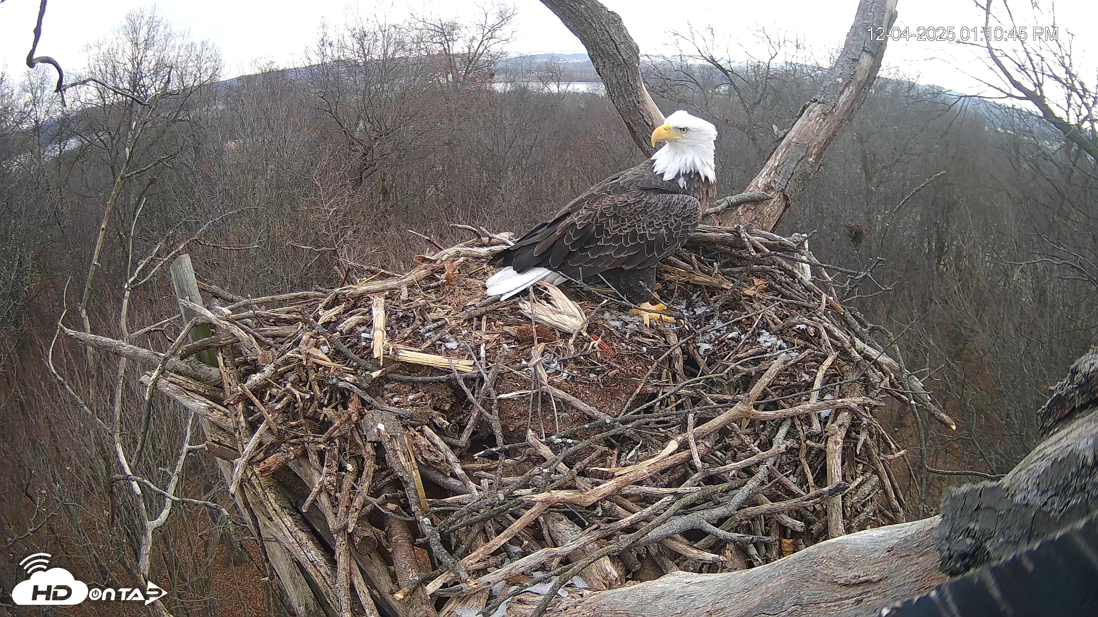 Snapshot of Hanover Eagles Live Cam taken Dec 4, 2025, 1:11pm EST