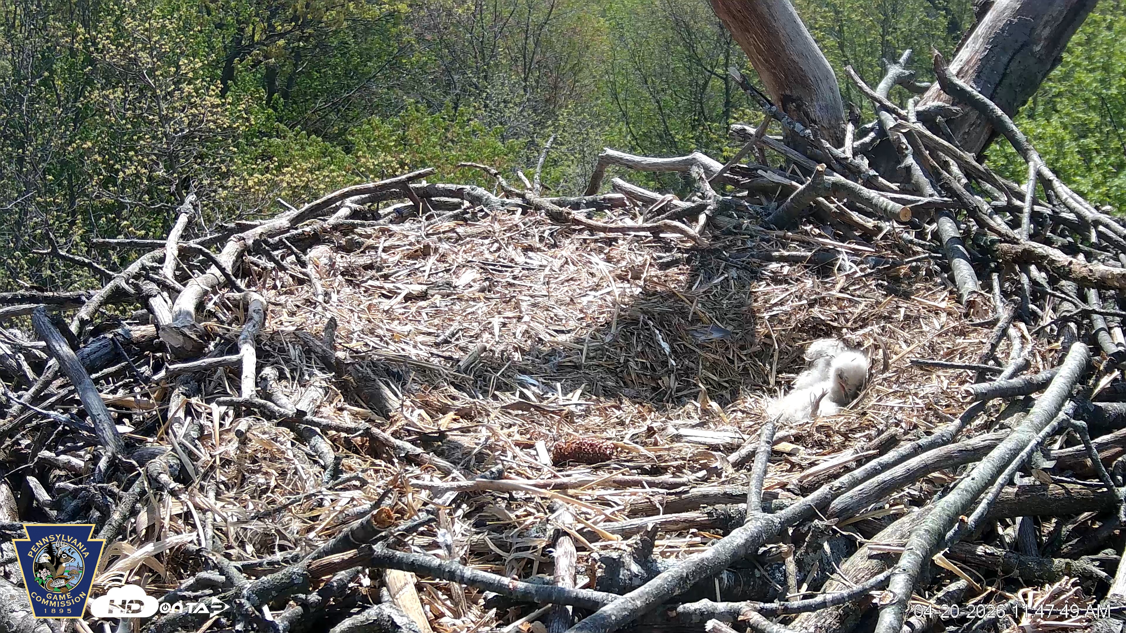 Snapshot of Hanover Eagles Live Cam taken Apr 20, 2026, 11:48am EDT