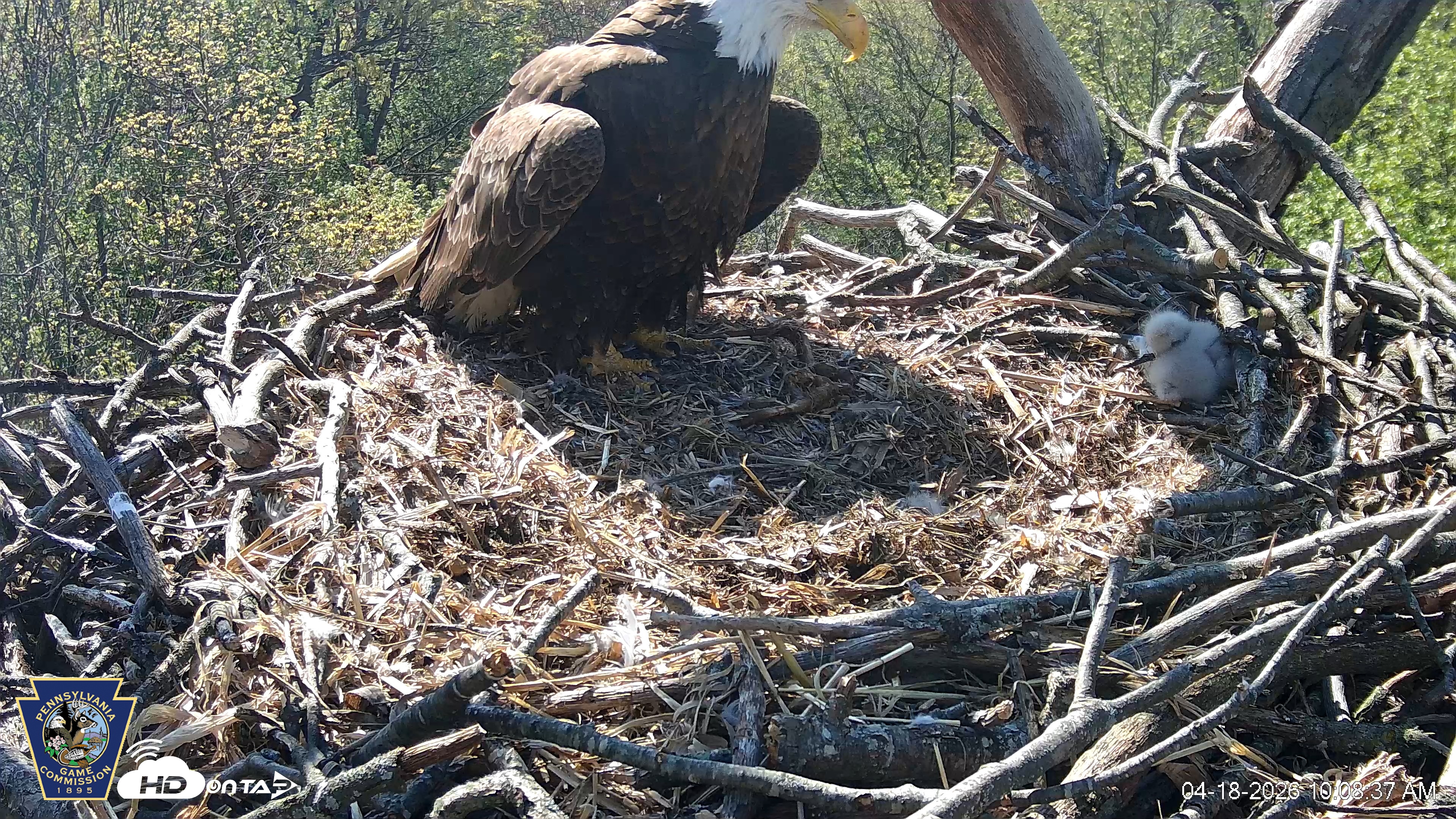 Snapshot of Hanover Eagles Live Cam taken Apr 18, 2026, 10:08am EDT
