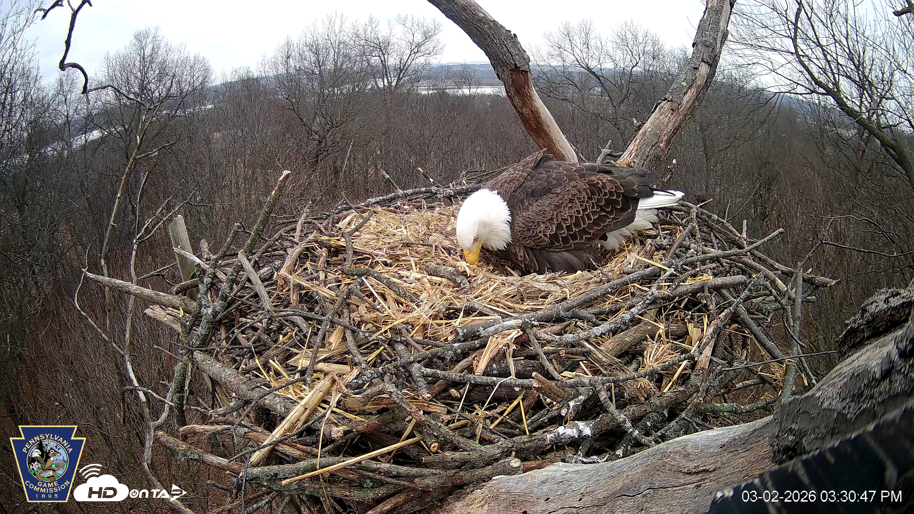 Snapshot of Hanover Eagles Live Cam taken Mar 2, 2026, 3:31pm EST