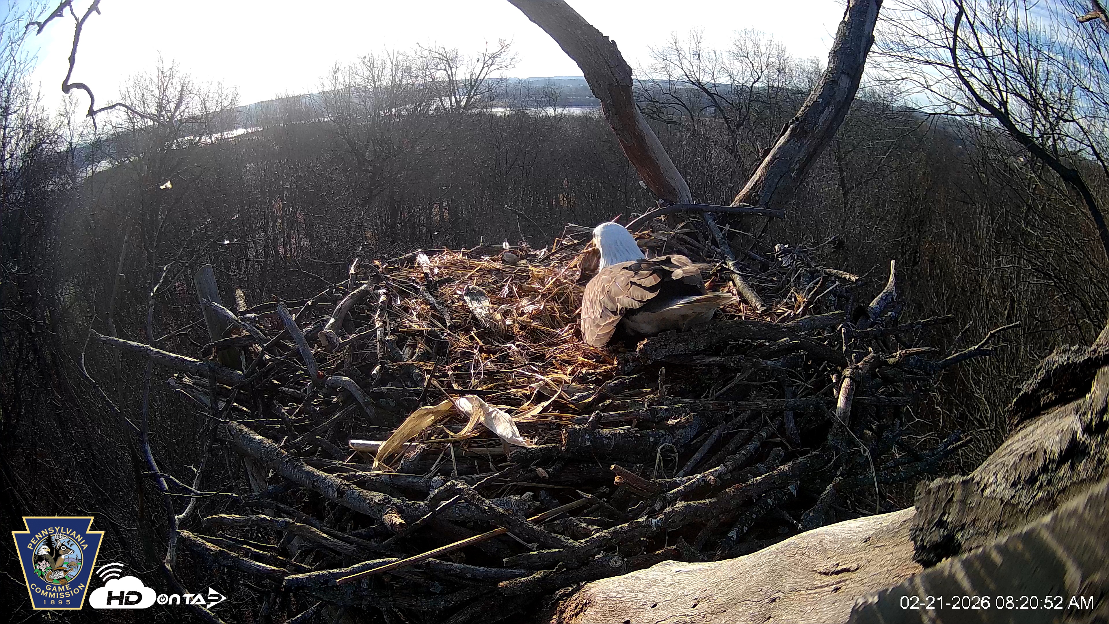 Snapshot of Hanover Eagles Live Cam taken Feb 21, 2026, 8:20am EST