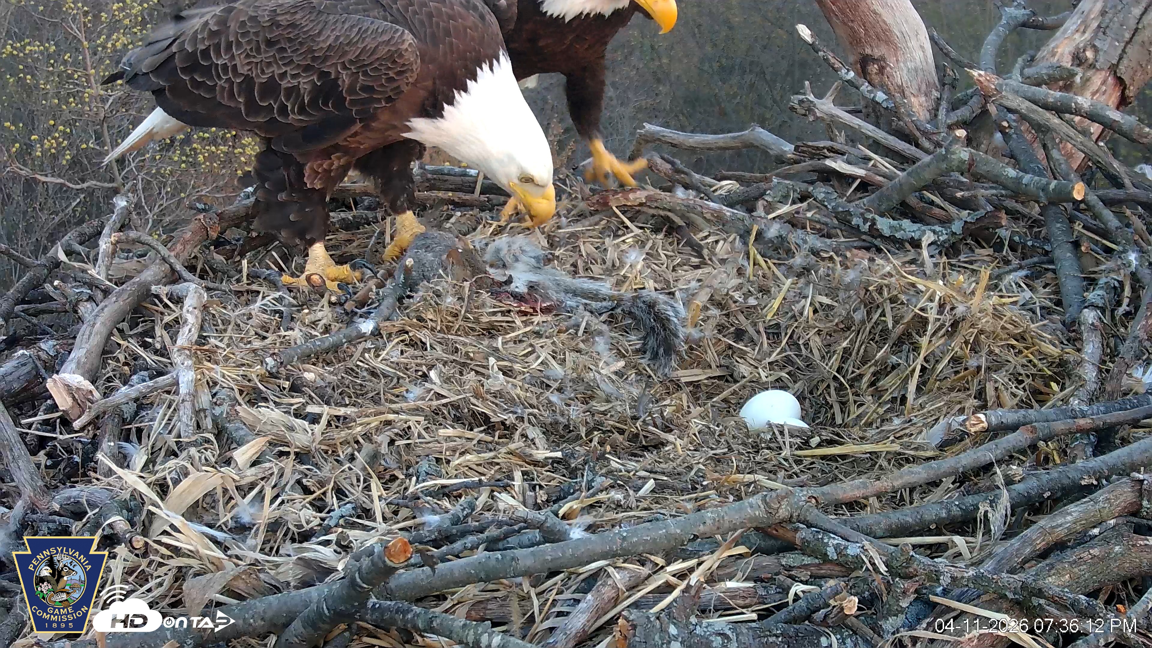 Snapshot of Hanover Eagles Live Cam taken Apr 11, 2026, 7:37pm EDT