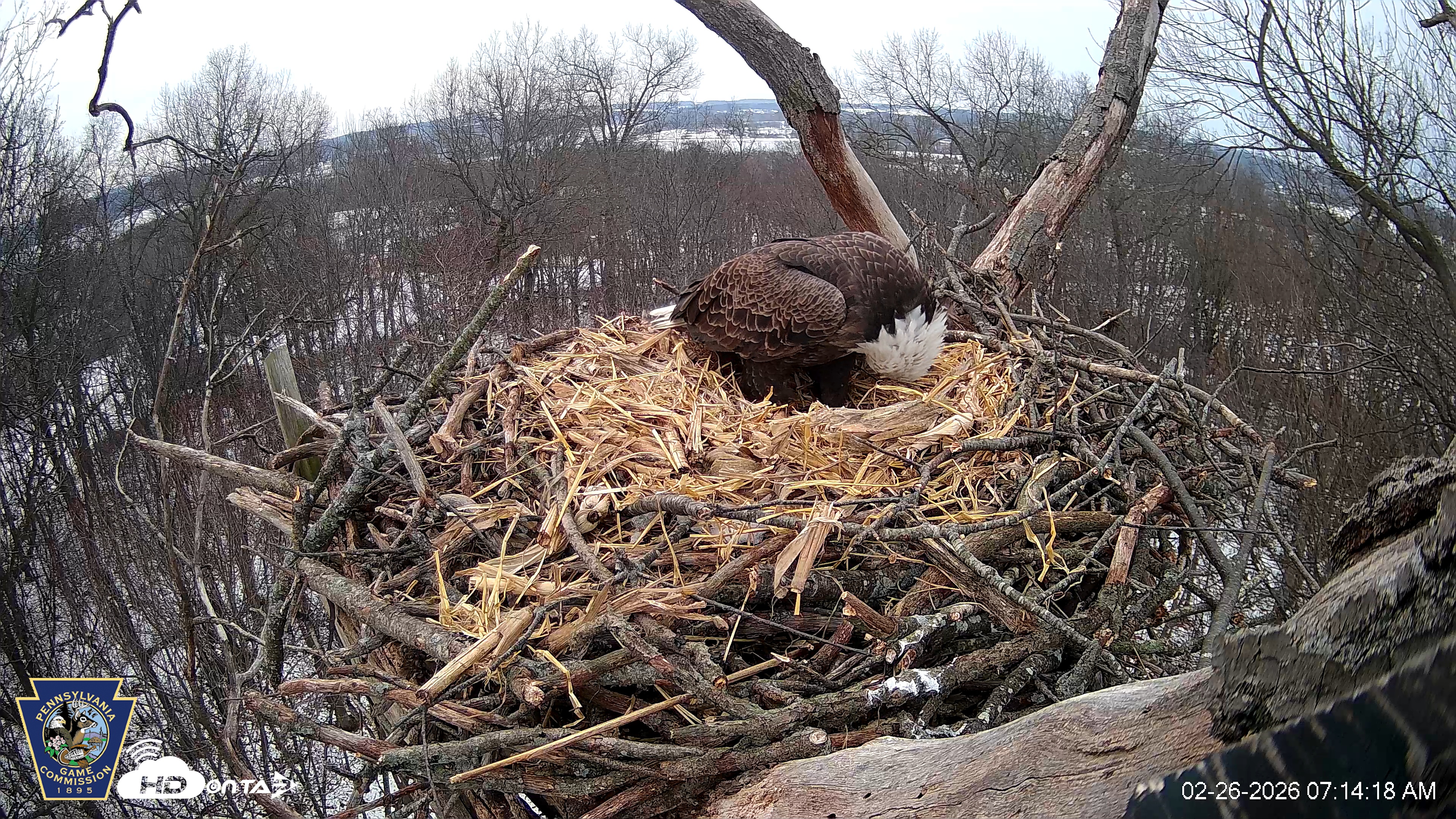 Snapshot of Hanover Eagles Live Cam taken Feb 26, 2026, 7:15am EST