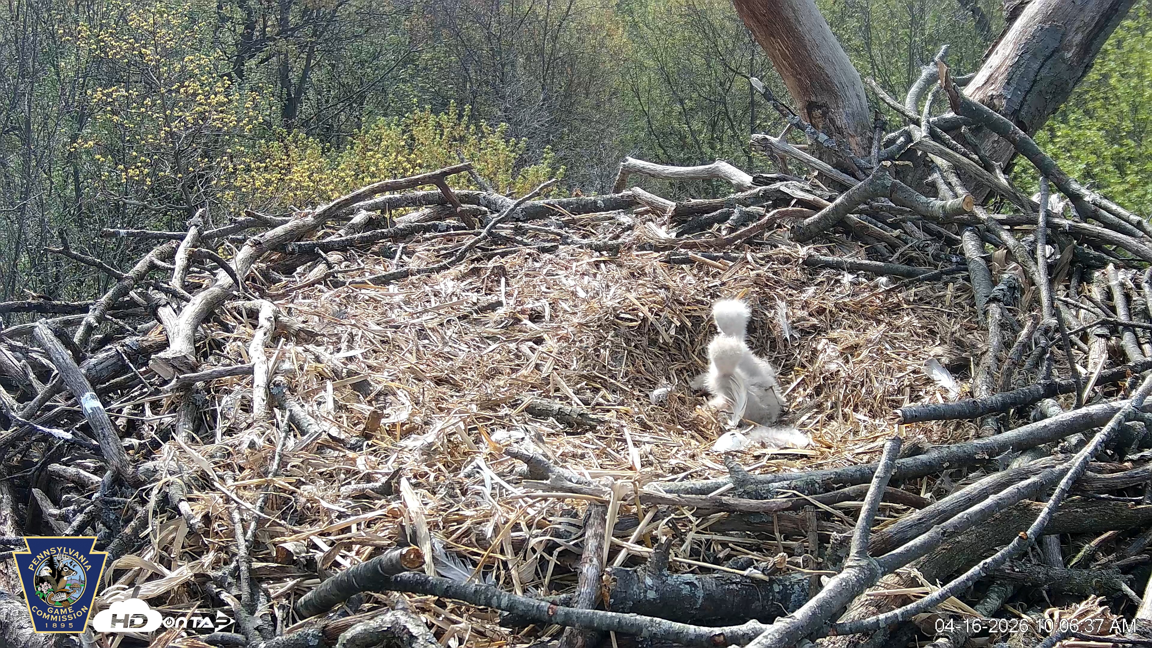 Snapshot of Hanover Eagles Live Cam taken Apr 16, 2026, 10:07am EDT