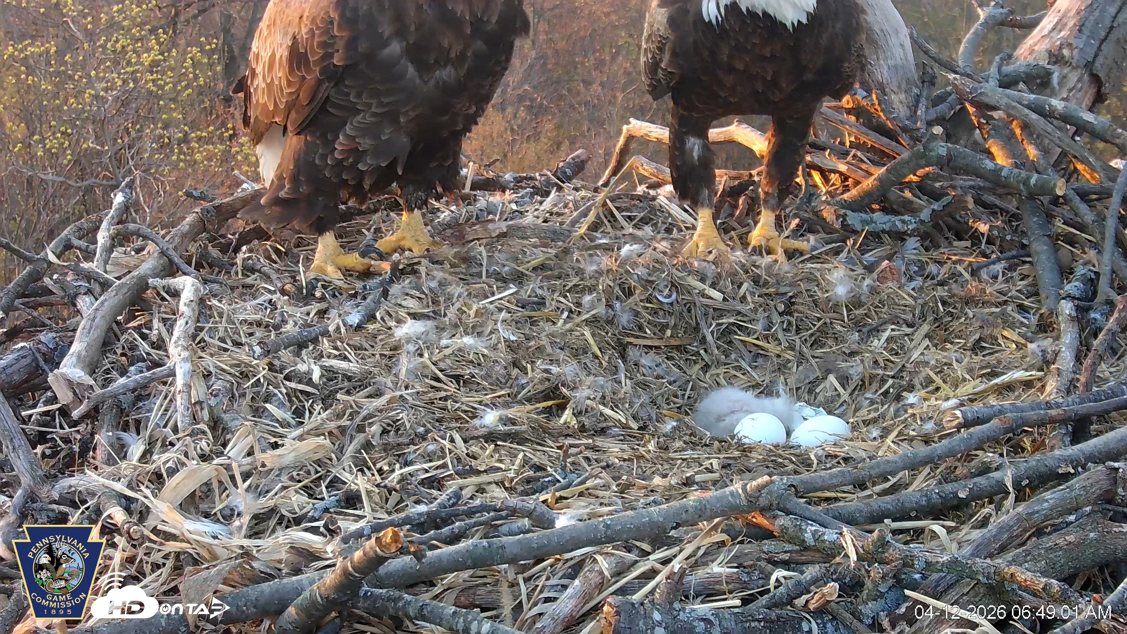 Snapshot of Hanover Eagles Live Cam taken Apr 12, 2026, 6:49am EDT